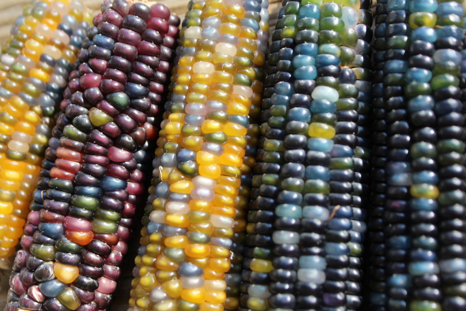 Canon EOS 1200D (EOS Rebel T5 / EOS Kiss X70 / EOS Hi) sample photo. Corn, harvest, colors photography