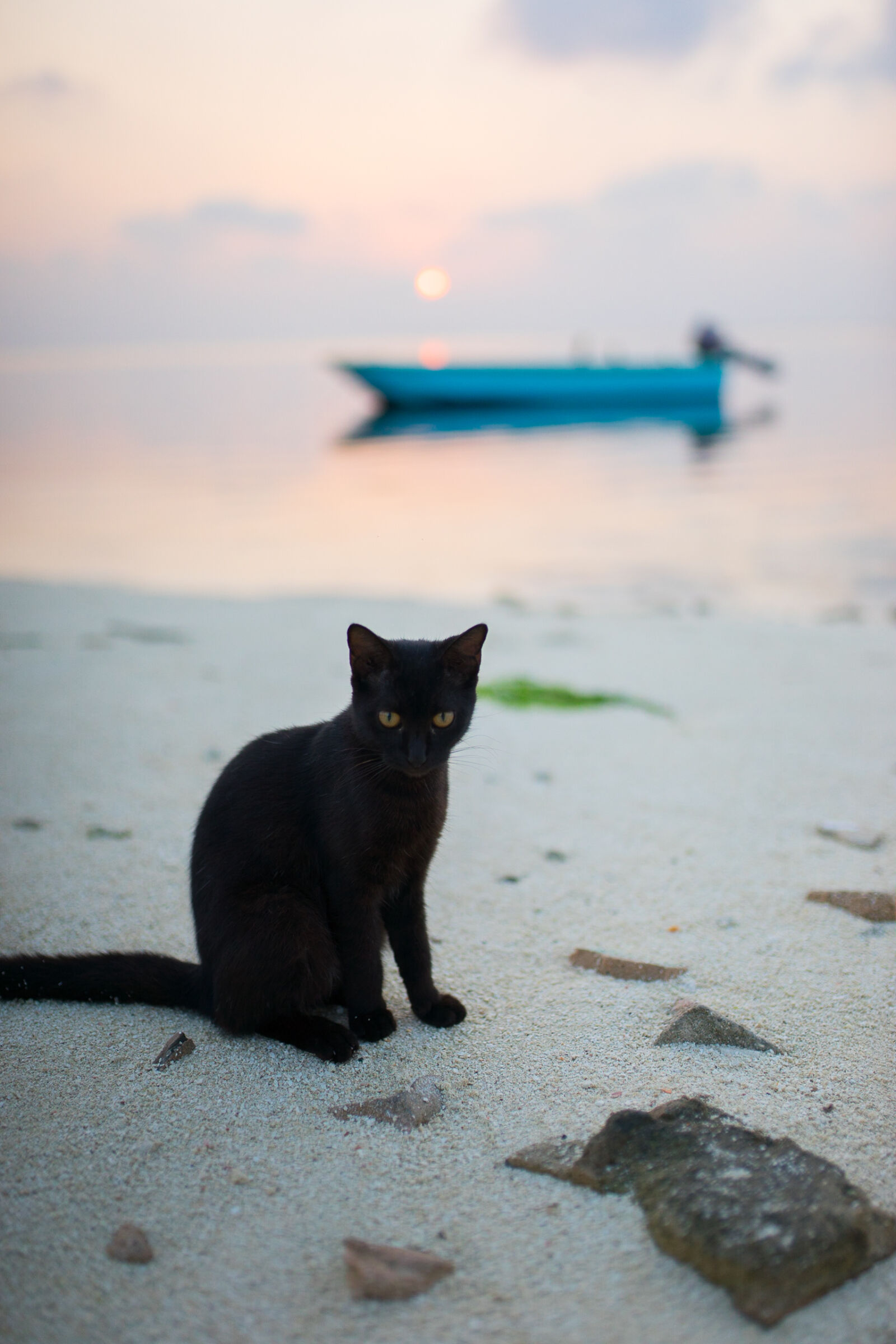 Sigma 35/1.4 EX HSM sample photo. Beach, boat, sunrise, cat photography