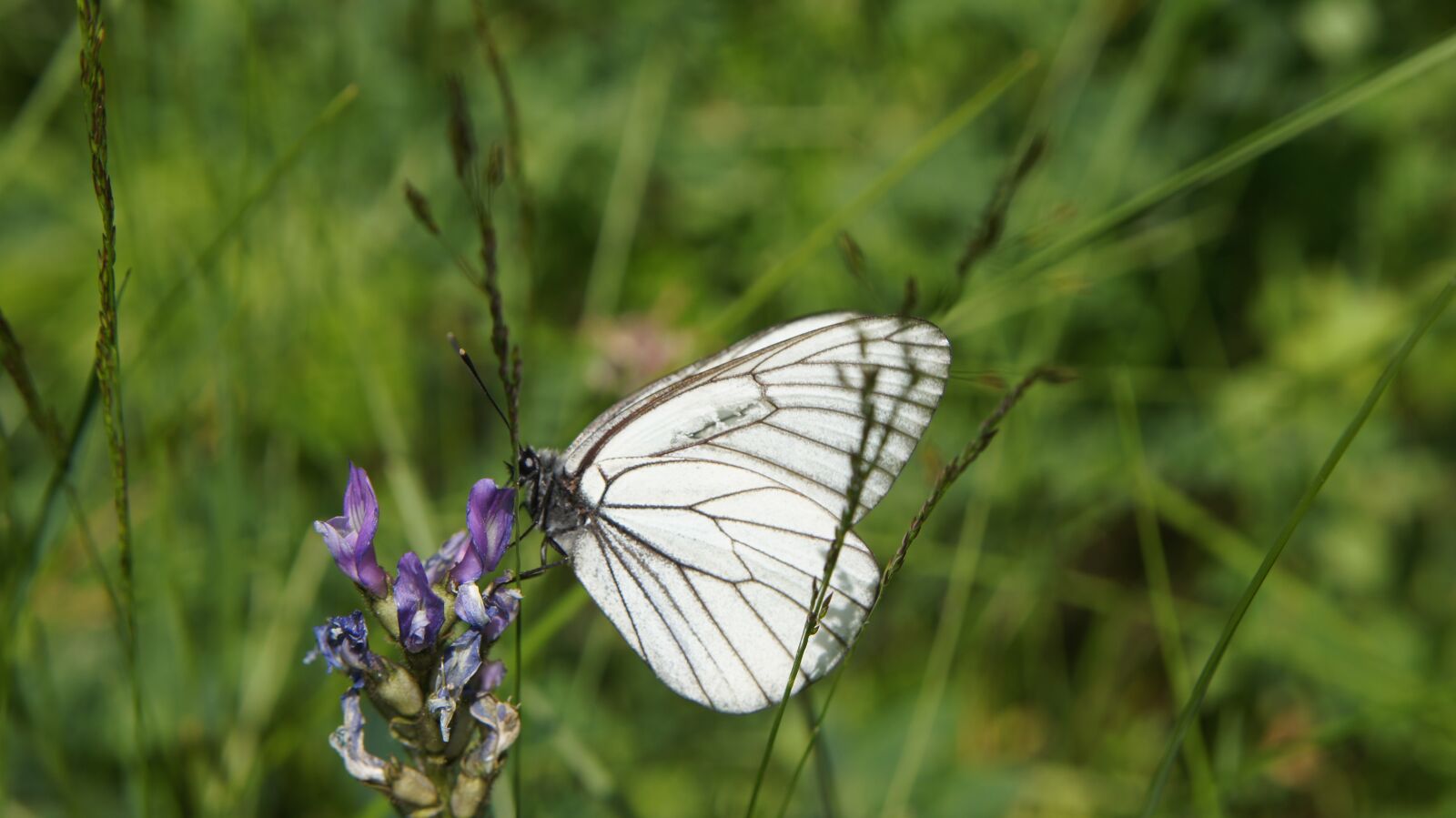 Sony SLT-A55 (SLT-A55V) sample photo. Wildflowers, butterfly, flower photography