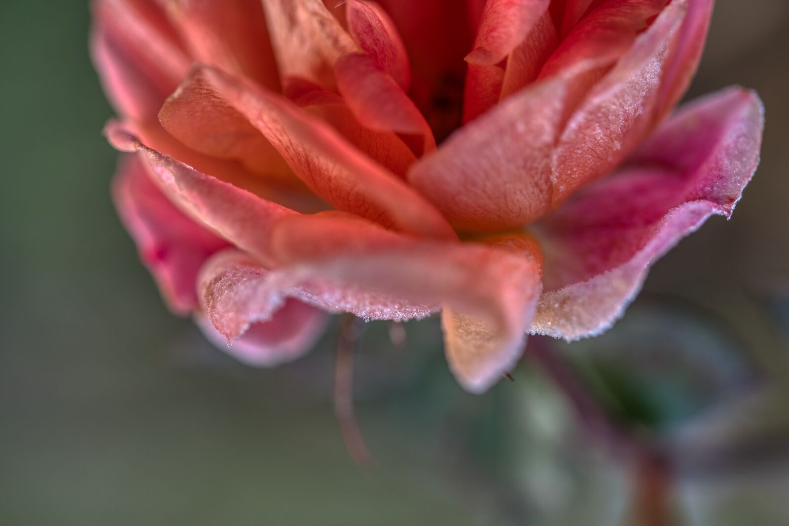 Nikon D750 sample photo. Winter, cold, freezer photography