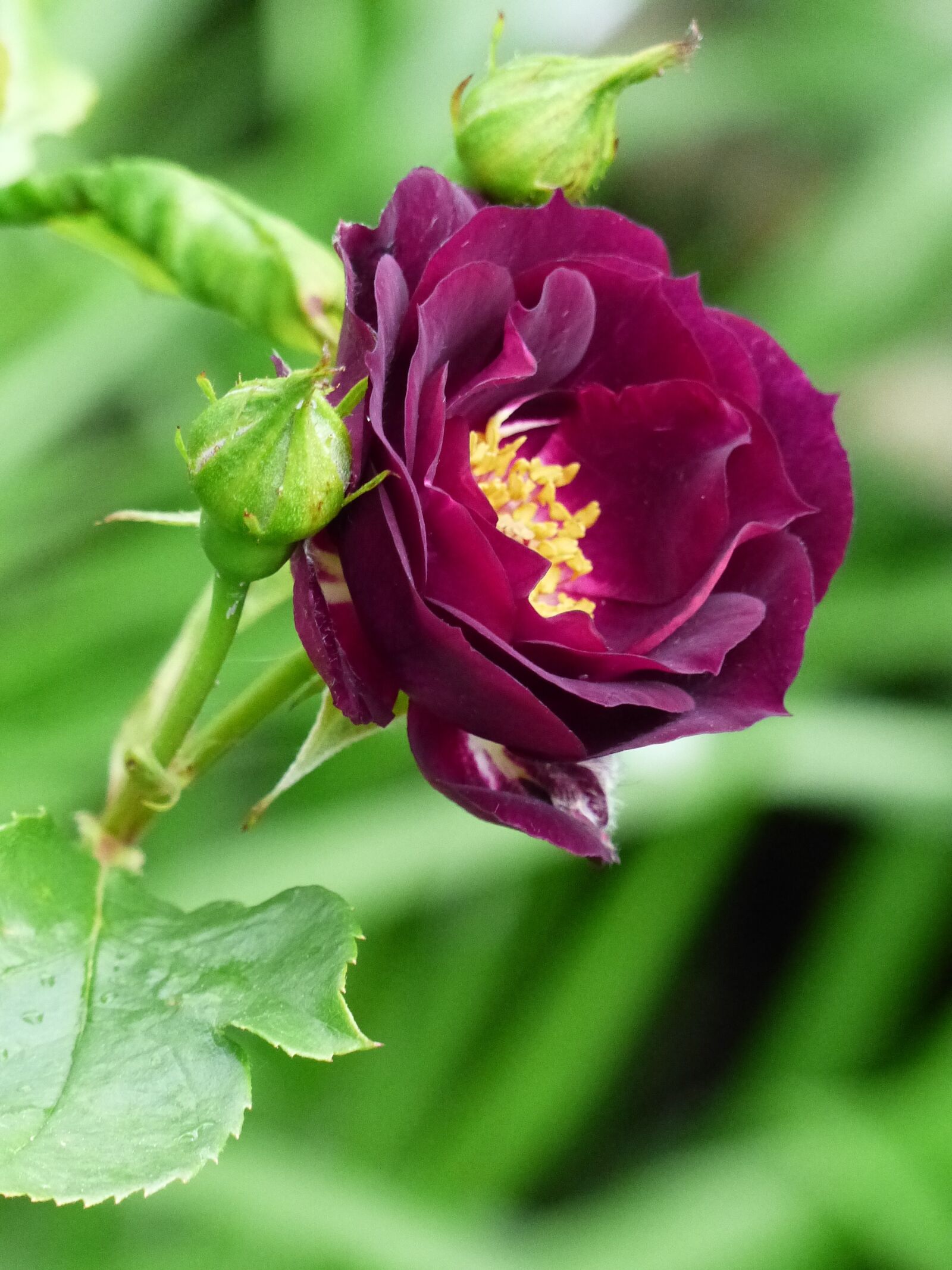 Panasonic Lumix DMC-FZ200 sample photo. Ros, flower, dark red photography