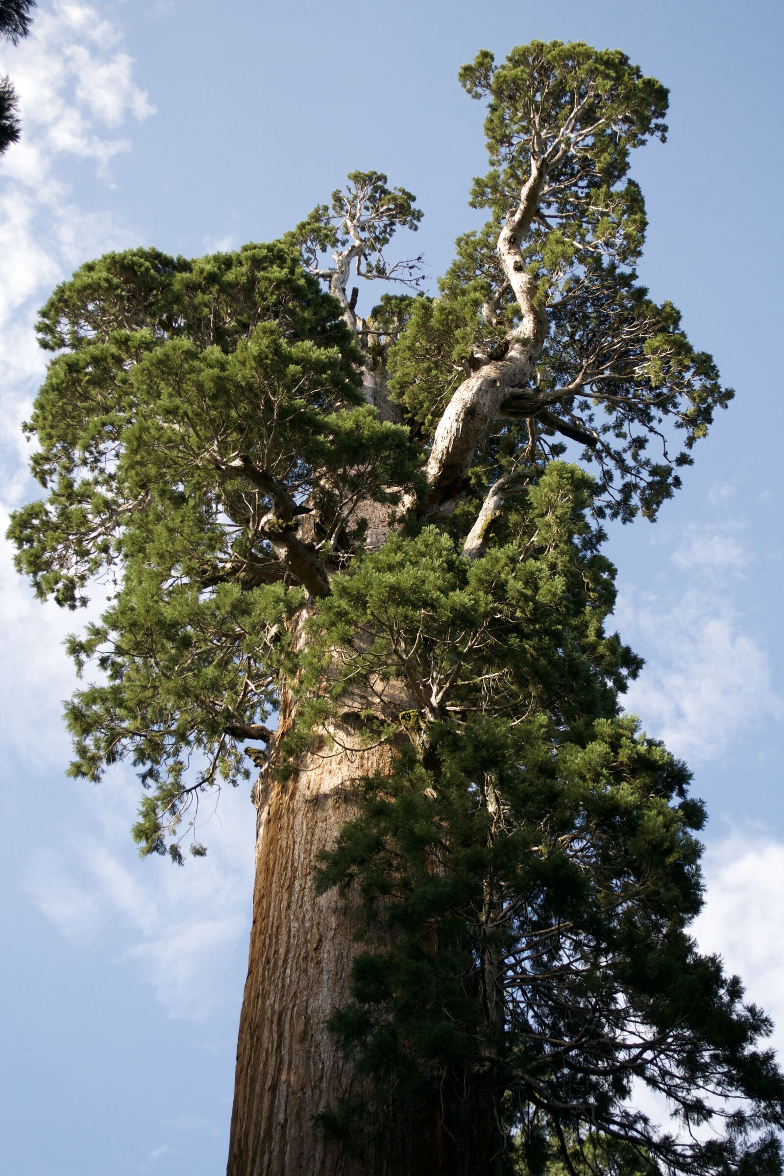 Nikon D3100 sample photo. California, sequoia, nature photography