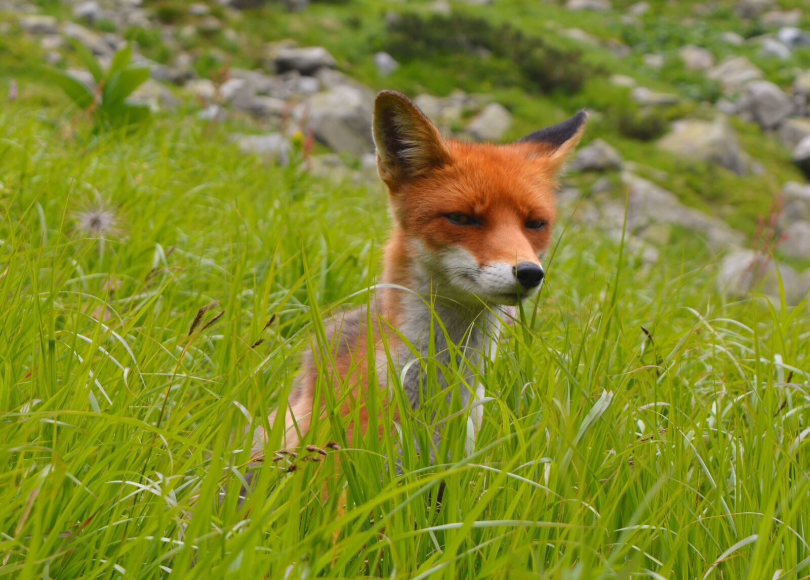Nikon D5200 sample photo. Fox, animal, nature photography