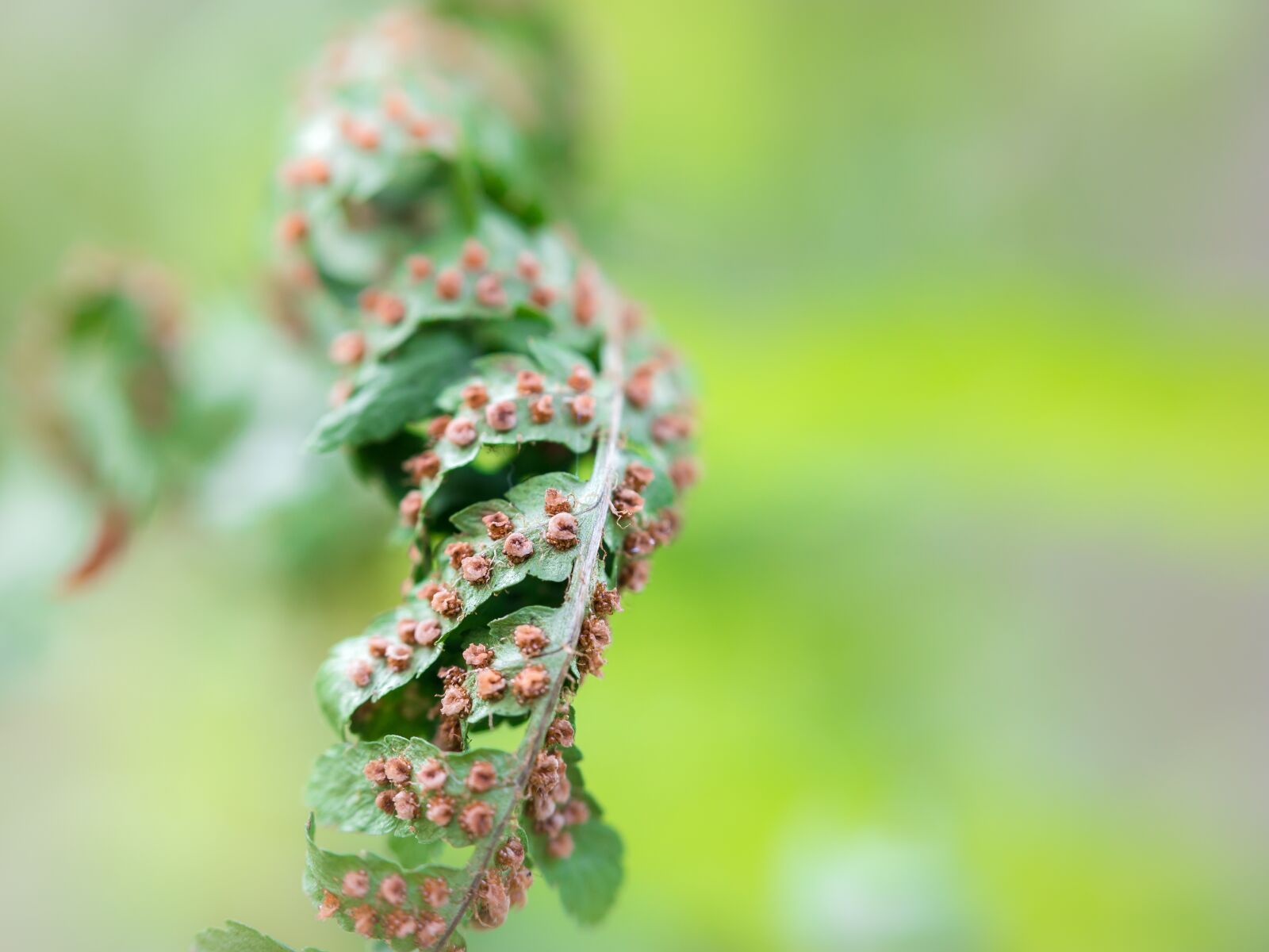 Samsung NX300M sample photo. Fern, farnsamen, seeds photography