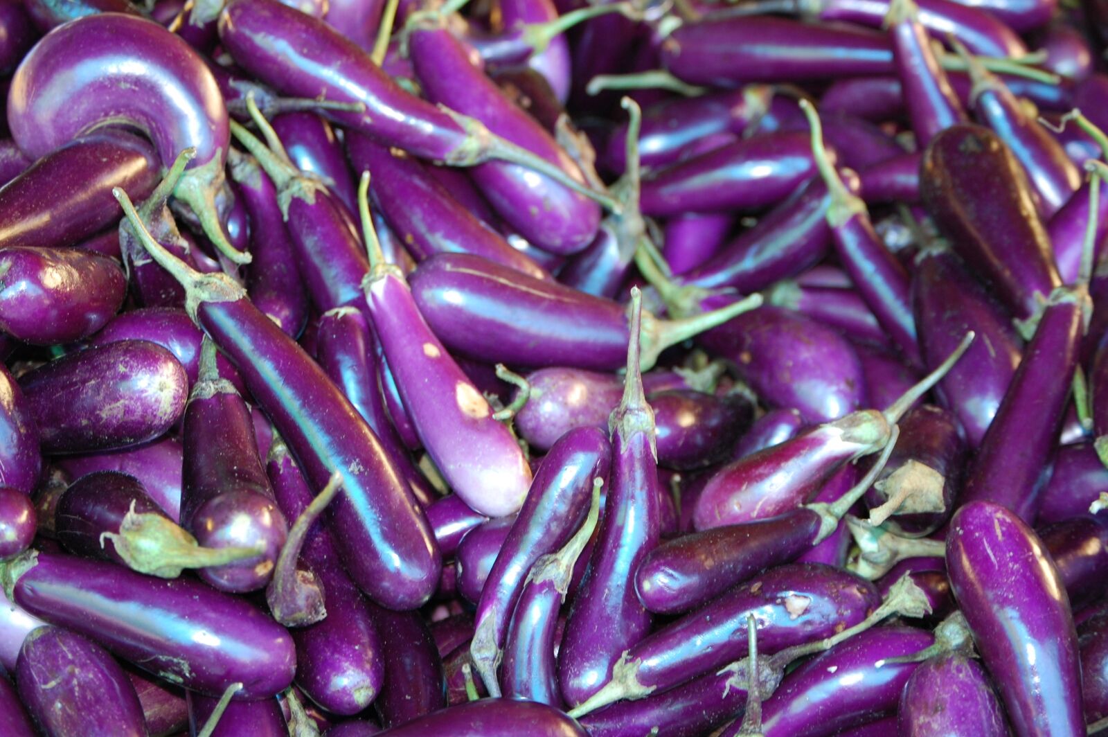 Nikon D40 sample photo. Bhutan, organic, eggplant photography