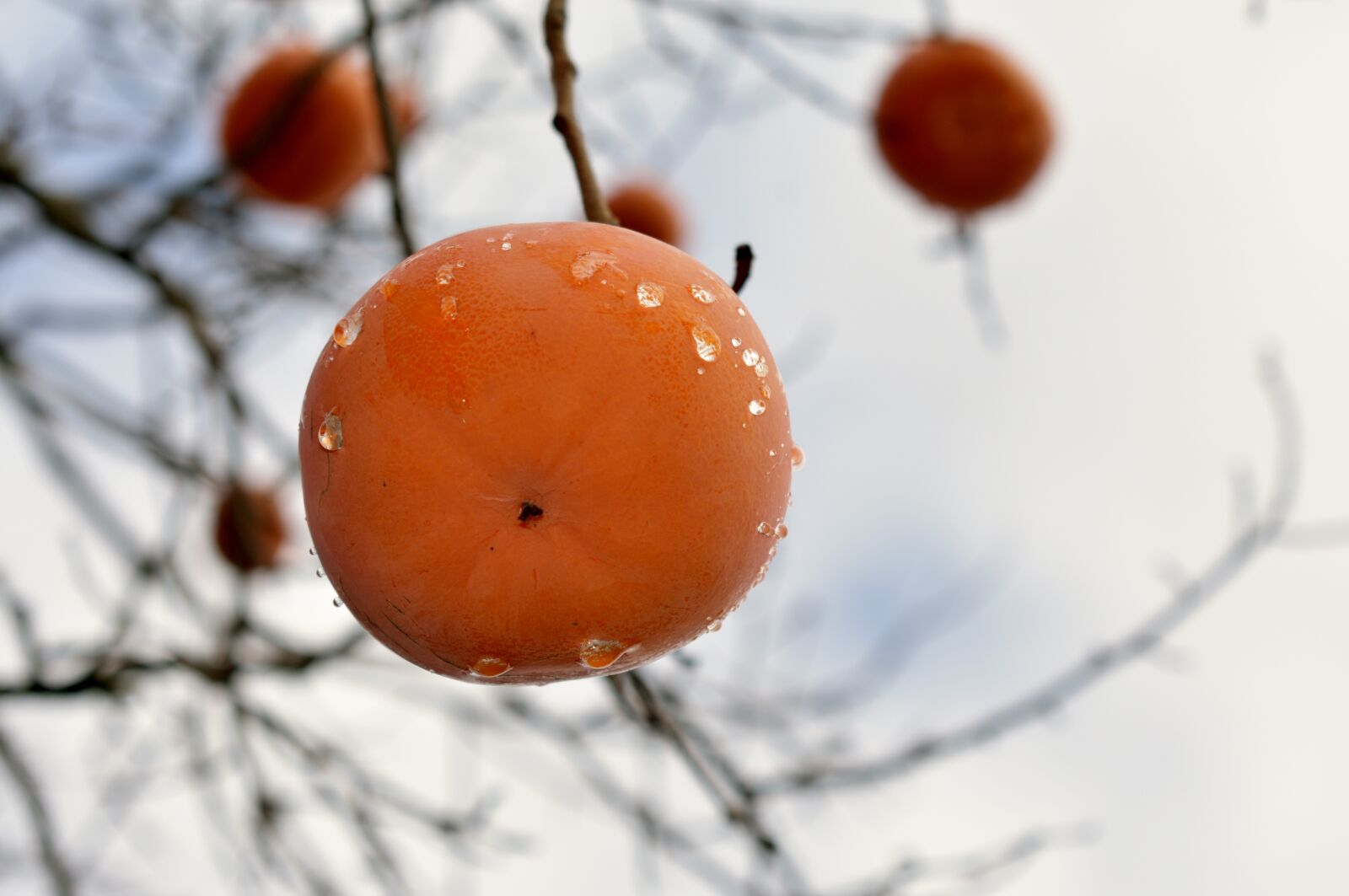 Nikon D3400 sample photo. Caki, autumn, fruit photography