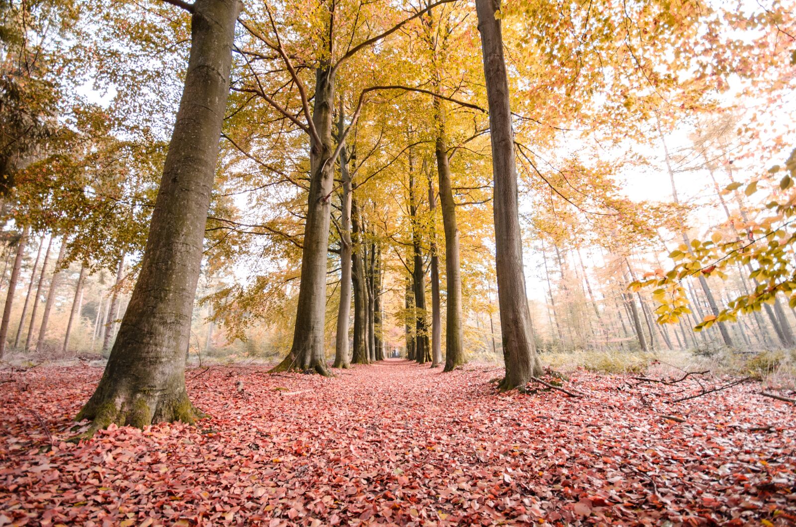 Nikon D7000 sample photo. Forest, autumn, trees photography