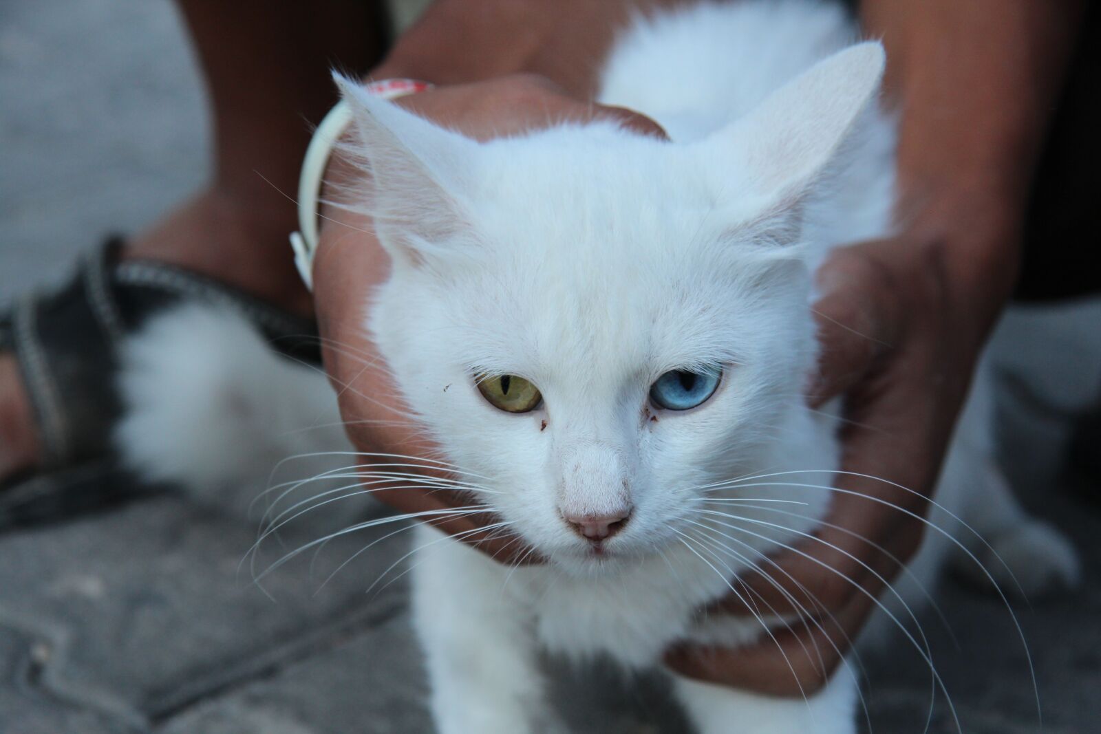 Canon EF-S 17-85mm F4-5.6 IS USM sample photo. Cat, white, pet photography