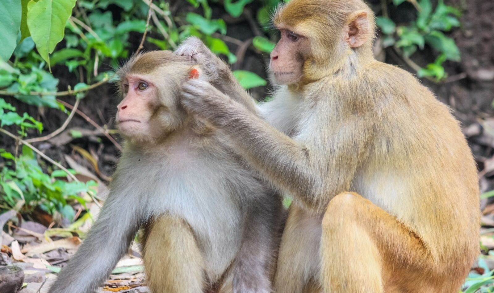 Canon EOS 700D (EOS Rebel T5i / EOS Kiss X7i) sample photo. Monkeys, primates, mammals photography