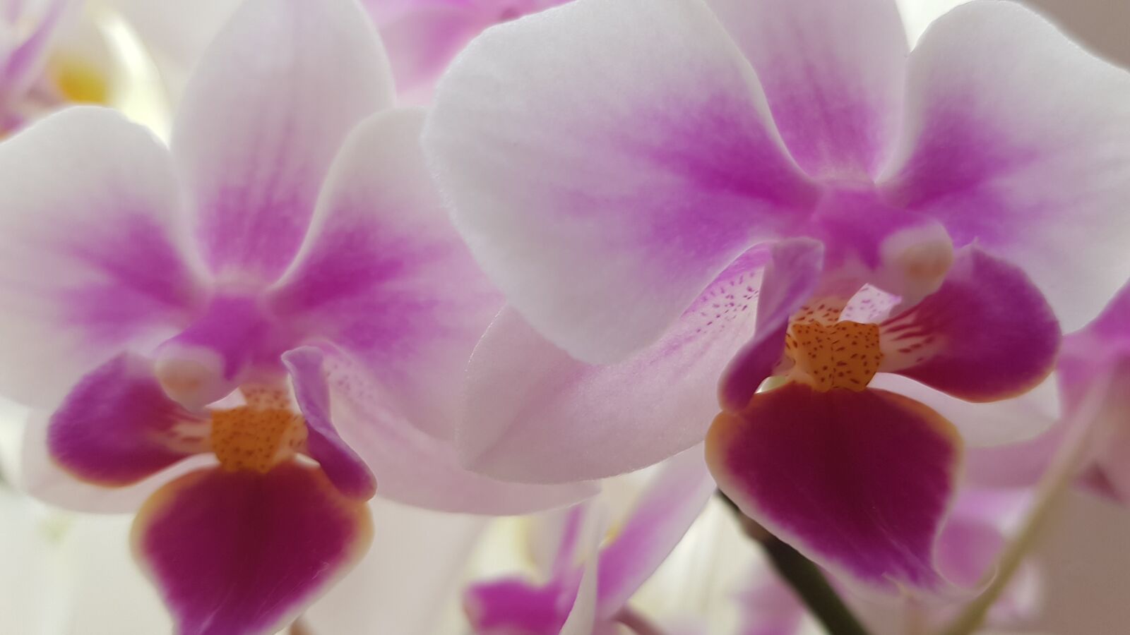 Samsung Galaxy S8 sample photo. Orchid, flower, plant photography