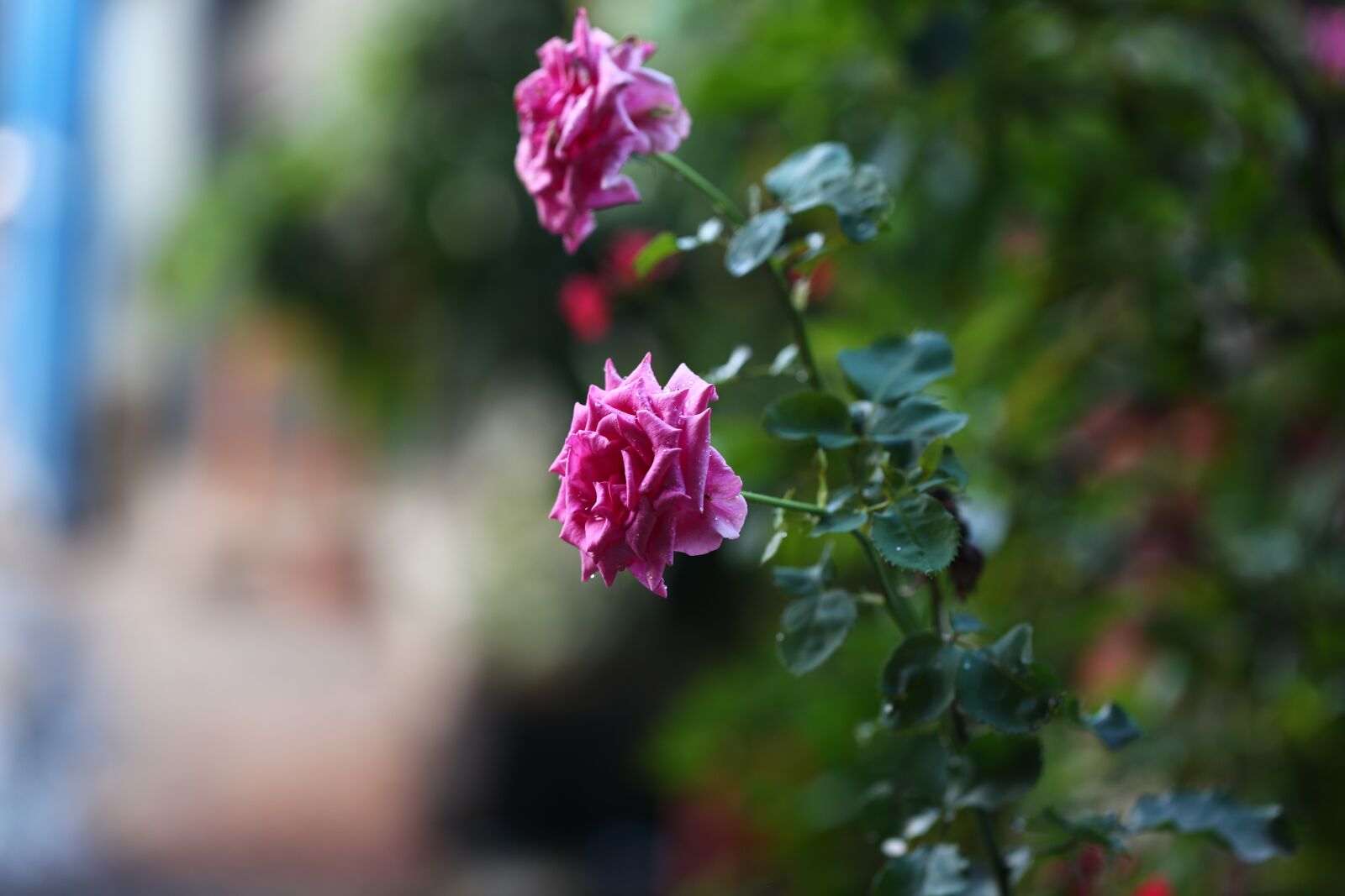 Canon EF 100mm F2.8L Macro IS USM sample photo. Flower, nature, flora photography