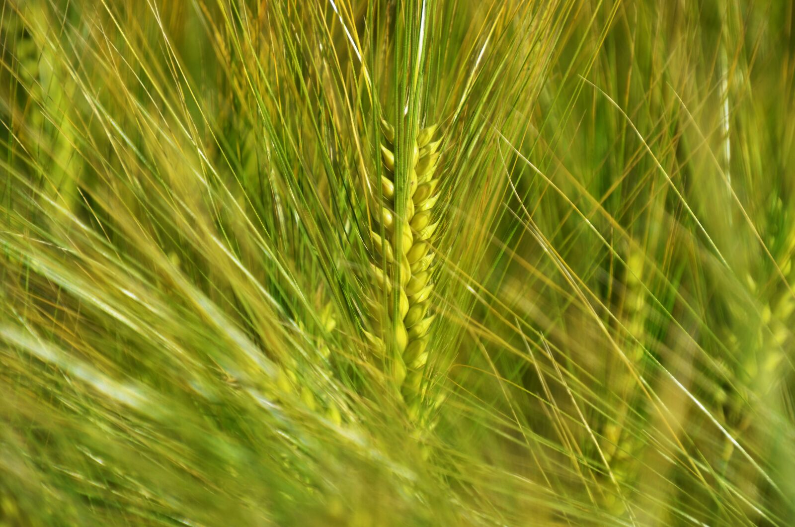 Nikon D7000 sample photo. Barley, by chaitanya k photography