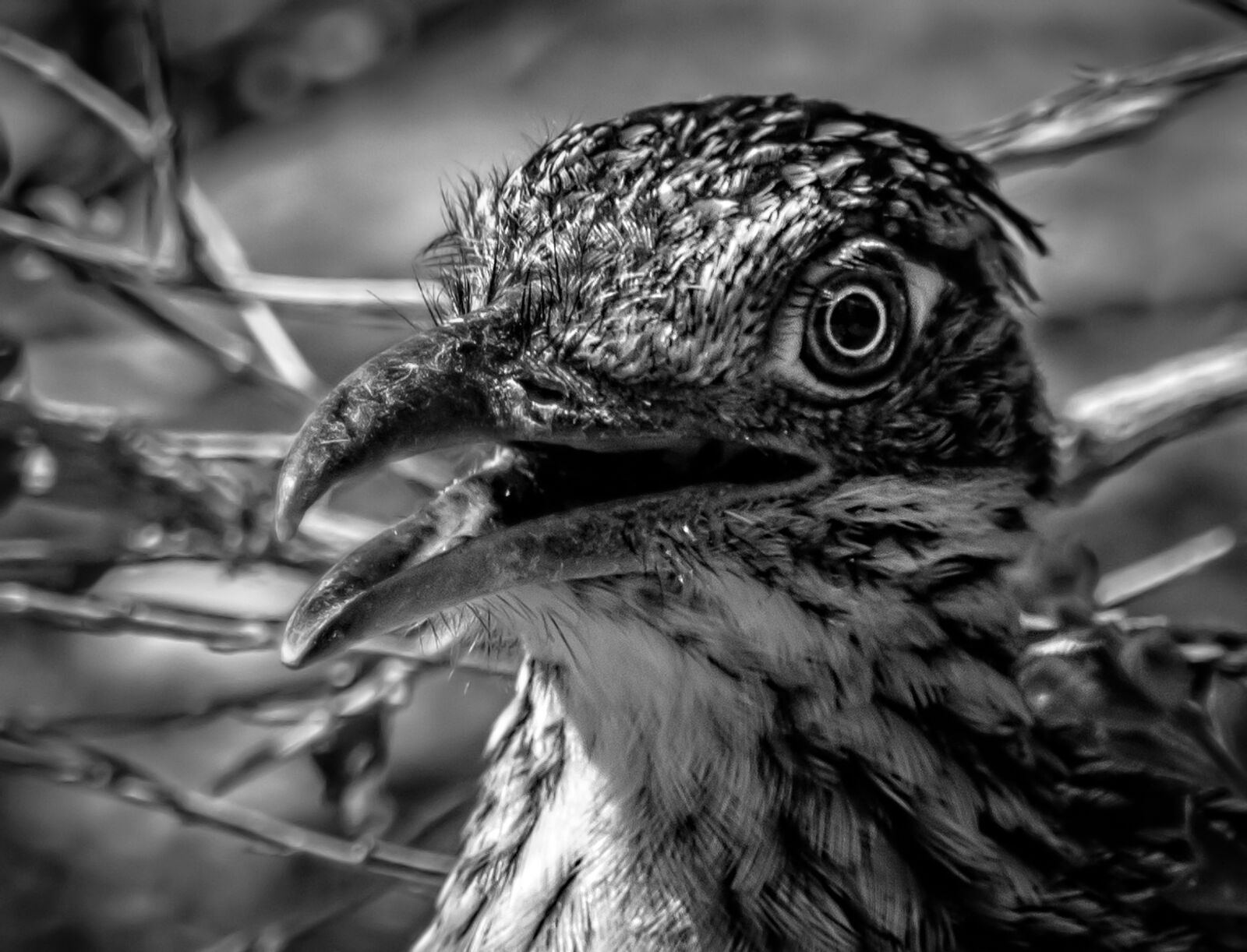 Nikon D5500 sample photo. Nature, roadrunner, bird photography