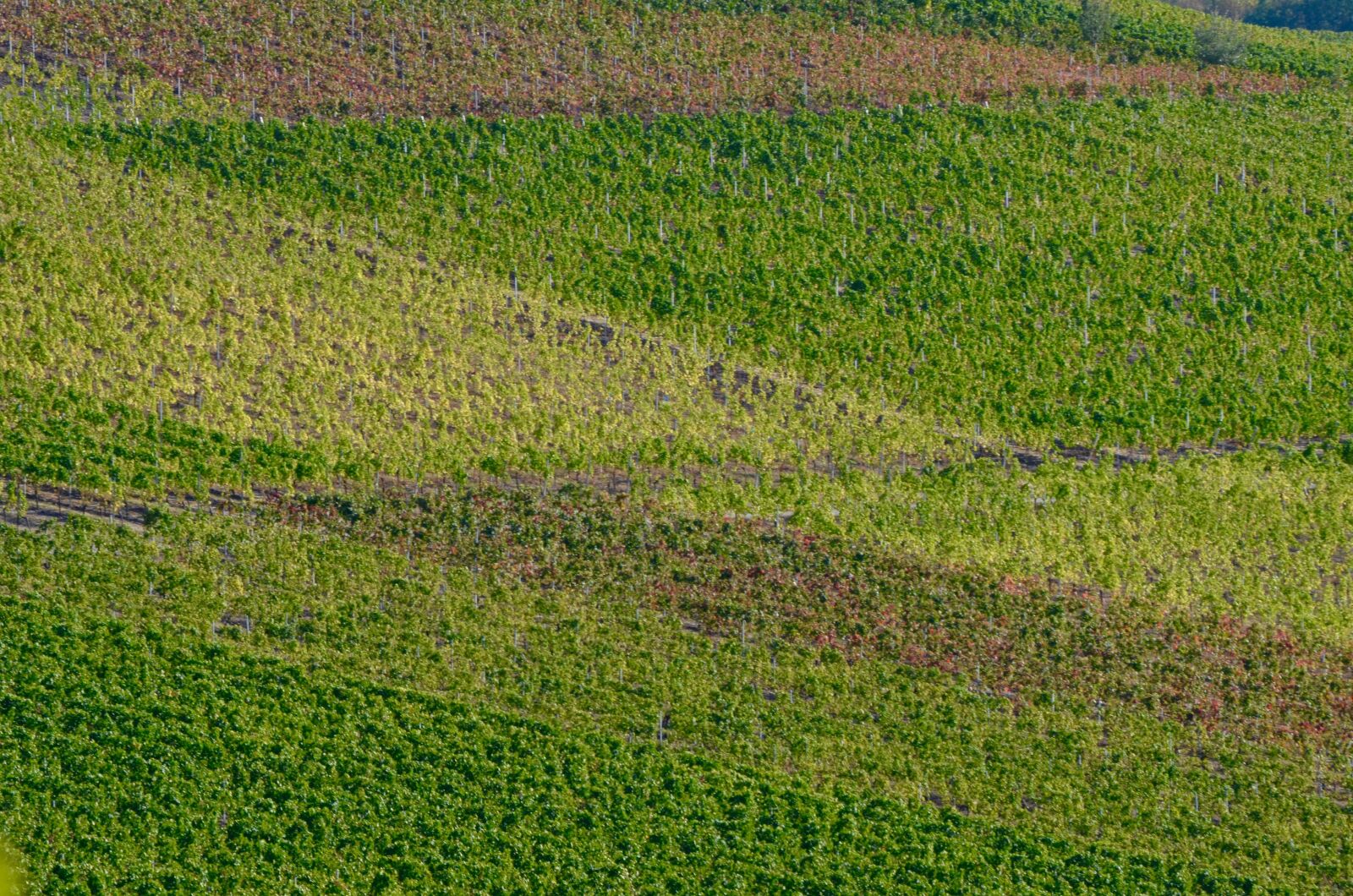 Nikon D5100 sample photo. Vineyard, vines, winegrowing photography