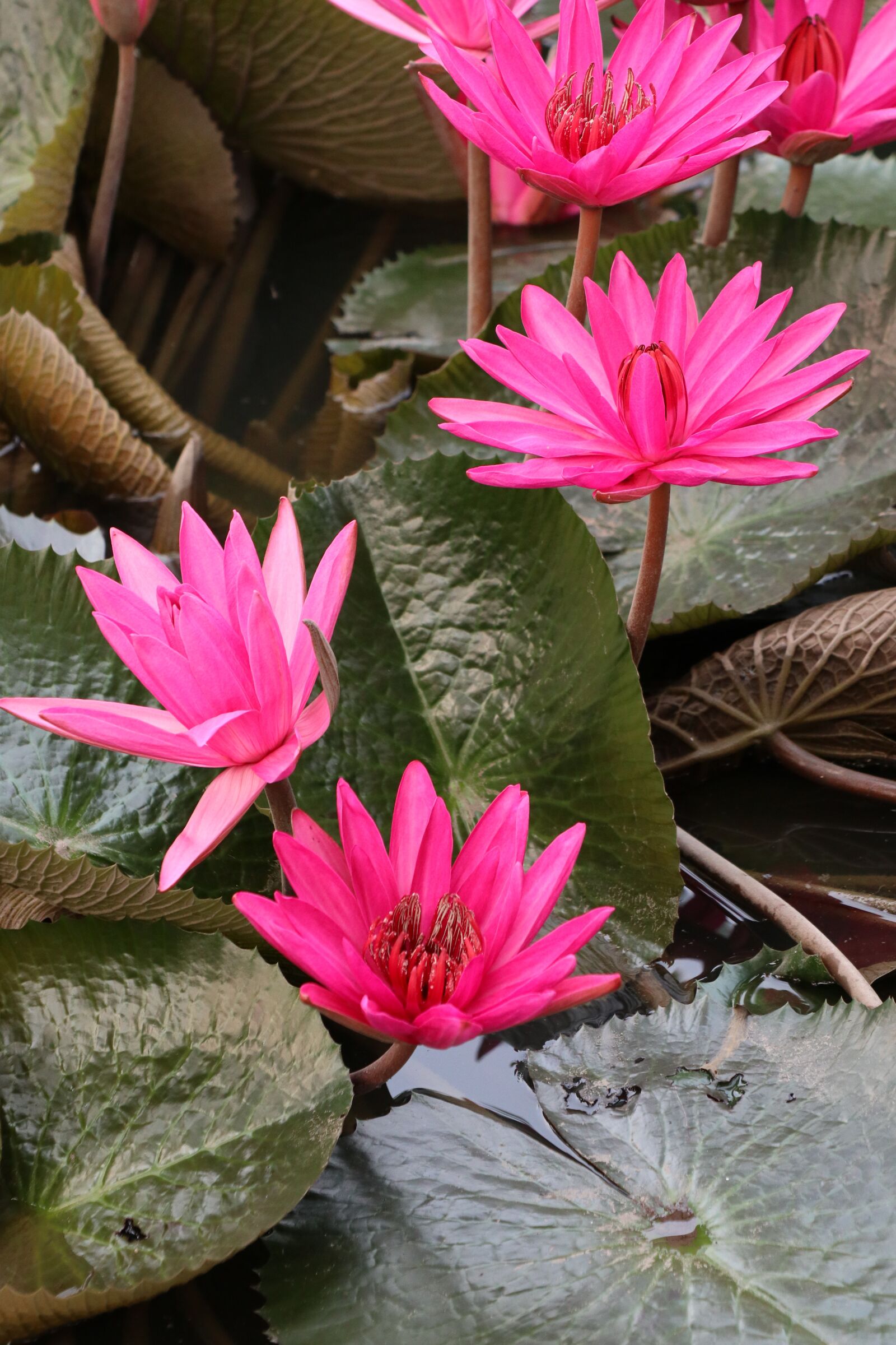 Canon EOS M6 sample photo. Waterlily, lotus, pink photography