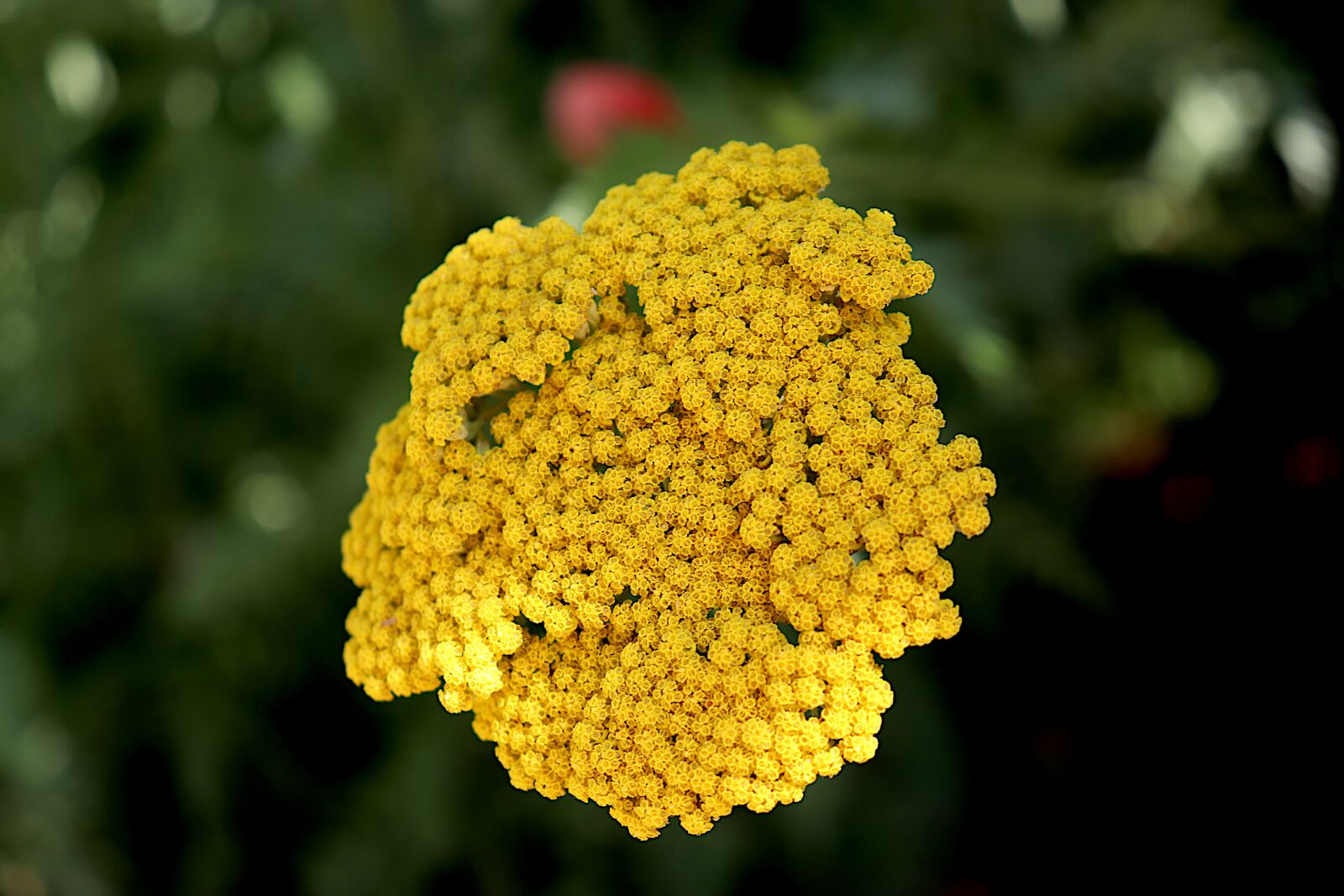 Canon EOS 800D (EOS Rebel T7i / EOS Kiss X9i) sample photo. Flowers, plants, the colour photography