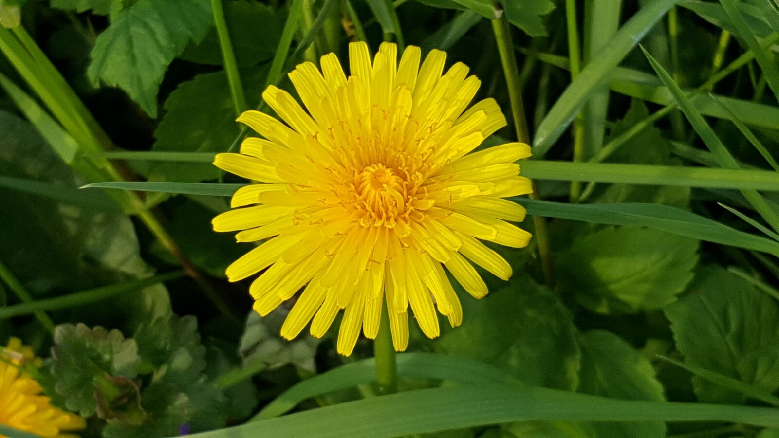 Samsung Galaxy S6 sample photo. Dandelion, nature, flower photography