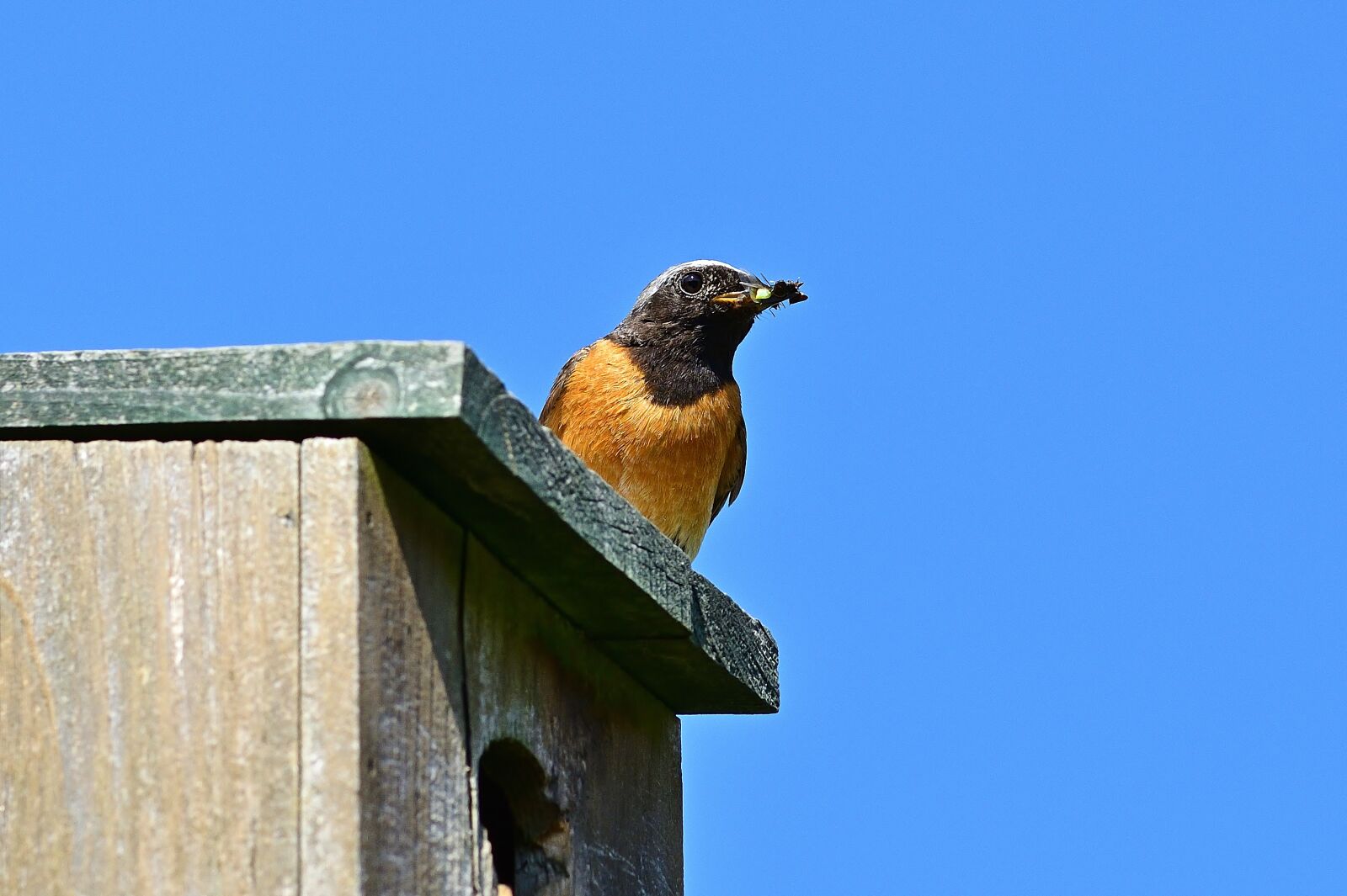 Nikon D5200 sample photo. Animal world, common redstart photography