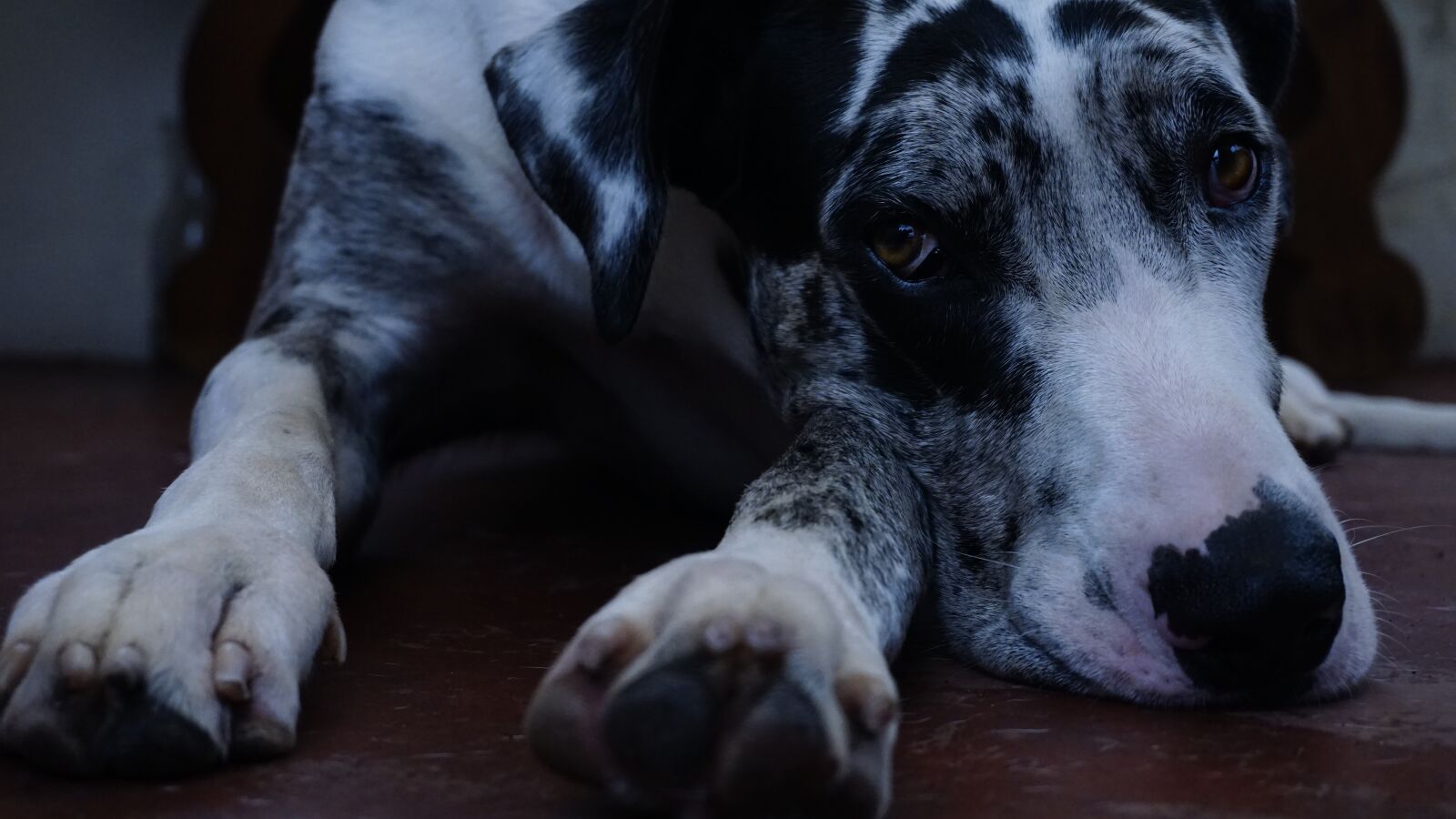 Sony a6000 sample photo. Big, dog, danes photography