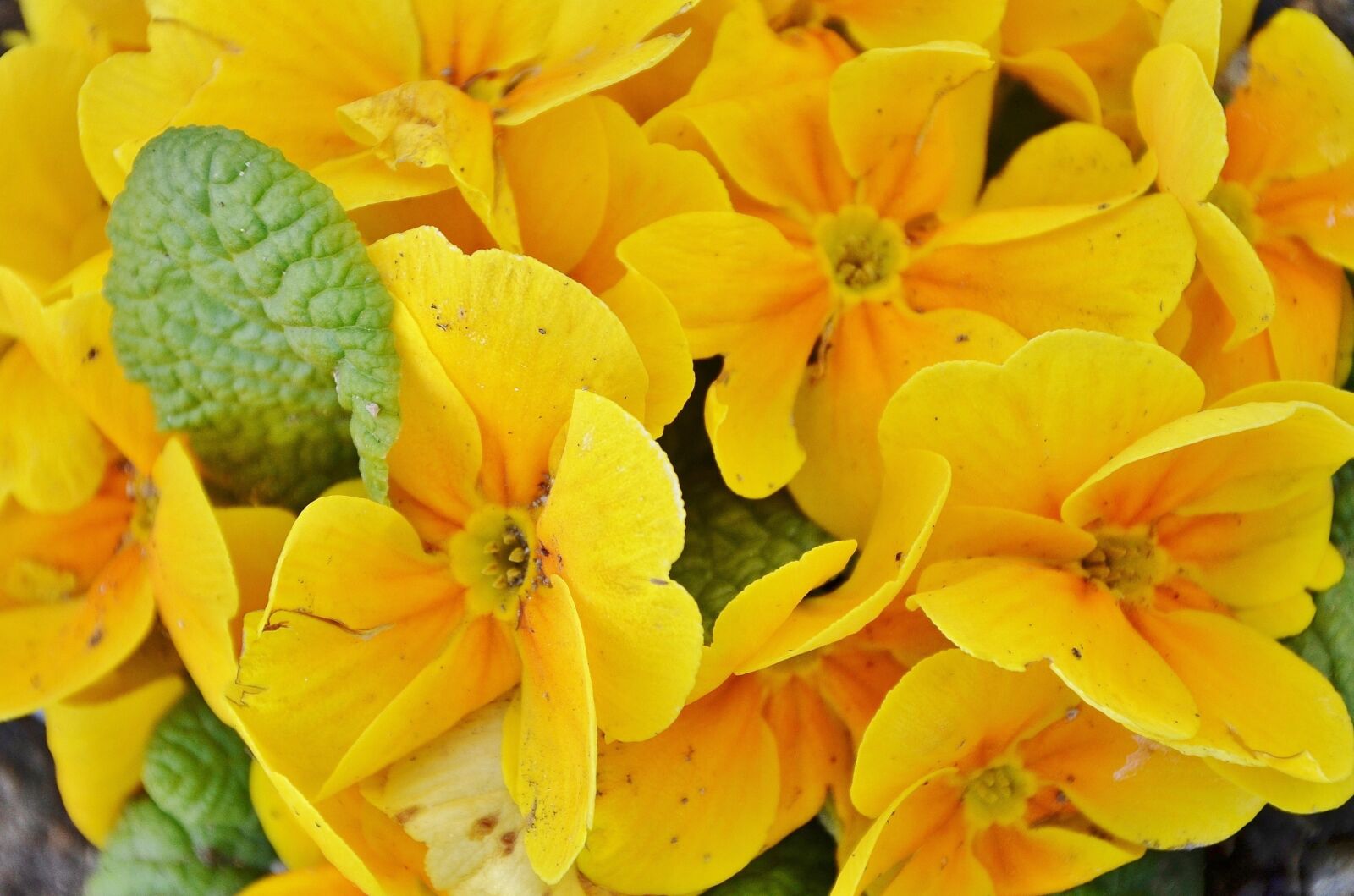 Nikon D7000 sample photo. Flower, natur, floral photography