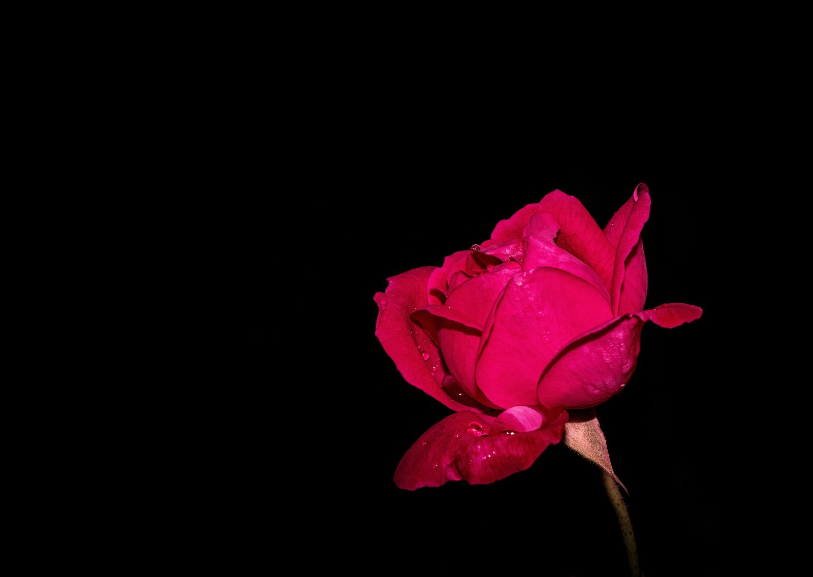 Canon EOS 1300D (EOS Rebel T6 / EOS Kiss X80) sample photo. Rosa, flower, garden photography