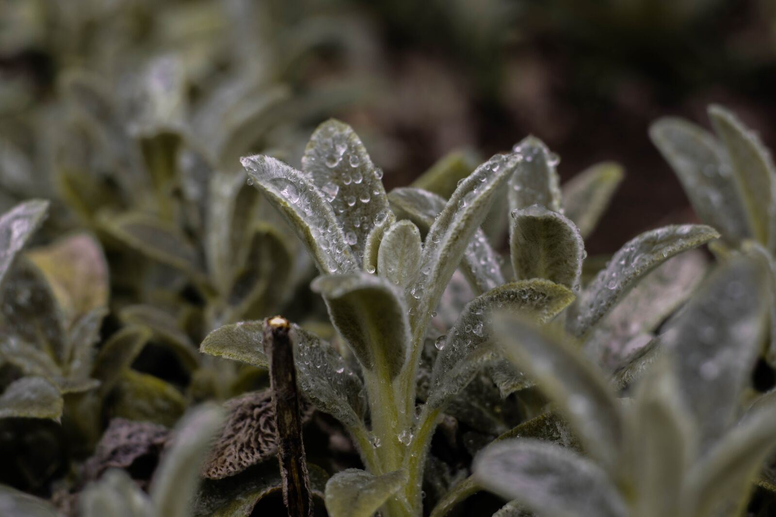 Nikon D5300 sample photo. Plant, green, leaf photography