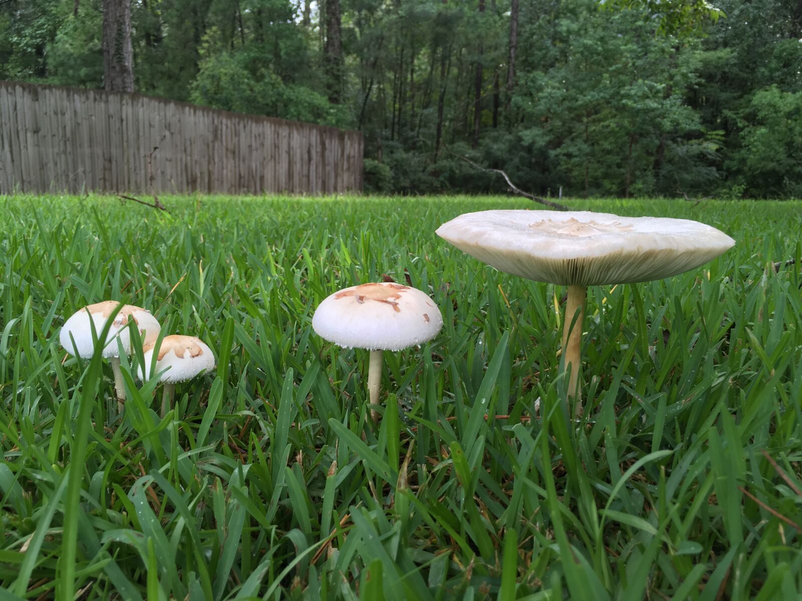 iPhone SE back camera 4.15mm f/2.2 sample photo. Mushrooms photography