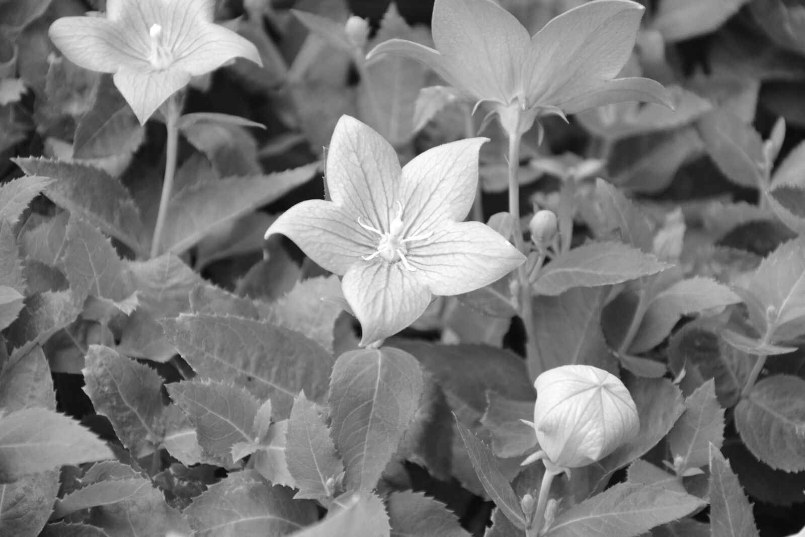 Nikon D5200 sample photo. Flowers, photo black white photography