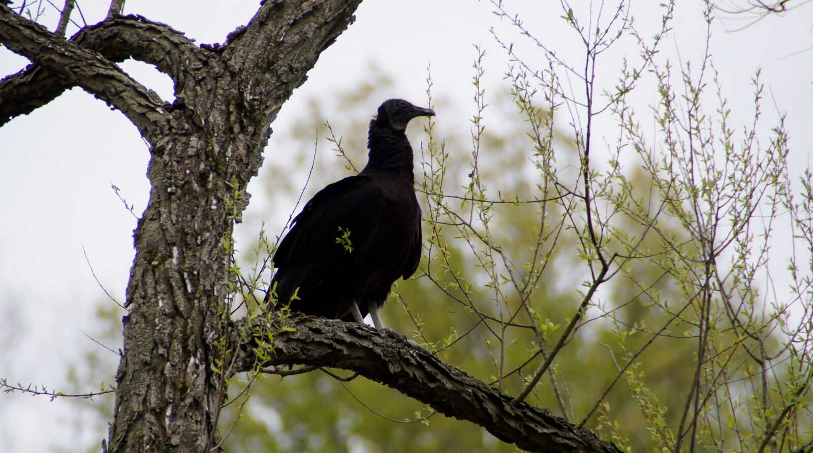 Sony SLT-A77 sample photo. Black vulture, predator, nature photography