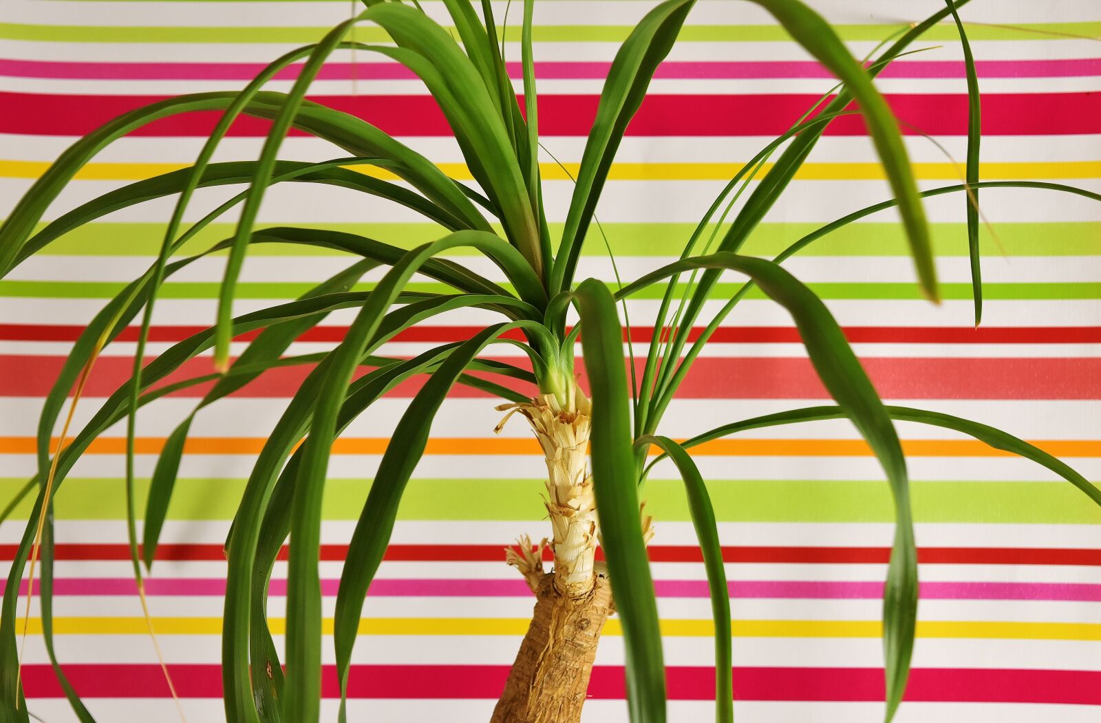Nikon D7200 sample photo. Ponytail plant, beaucarnea guatemalensis photography
