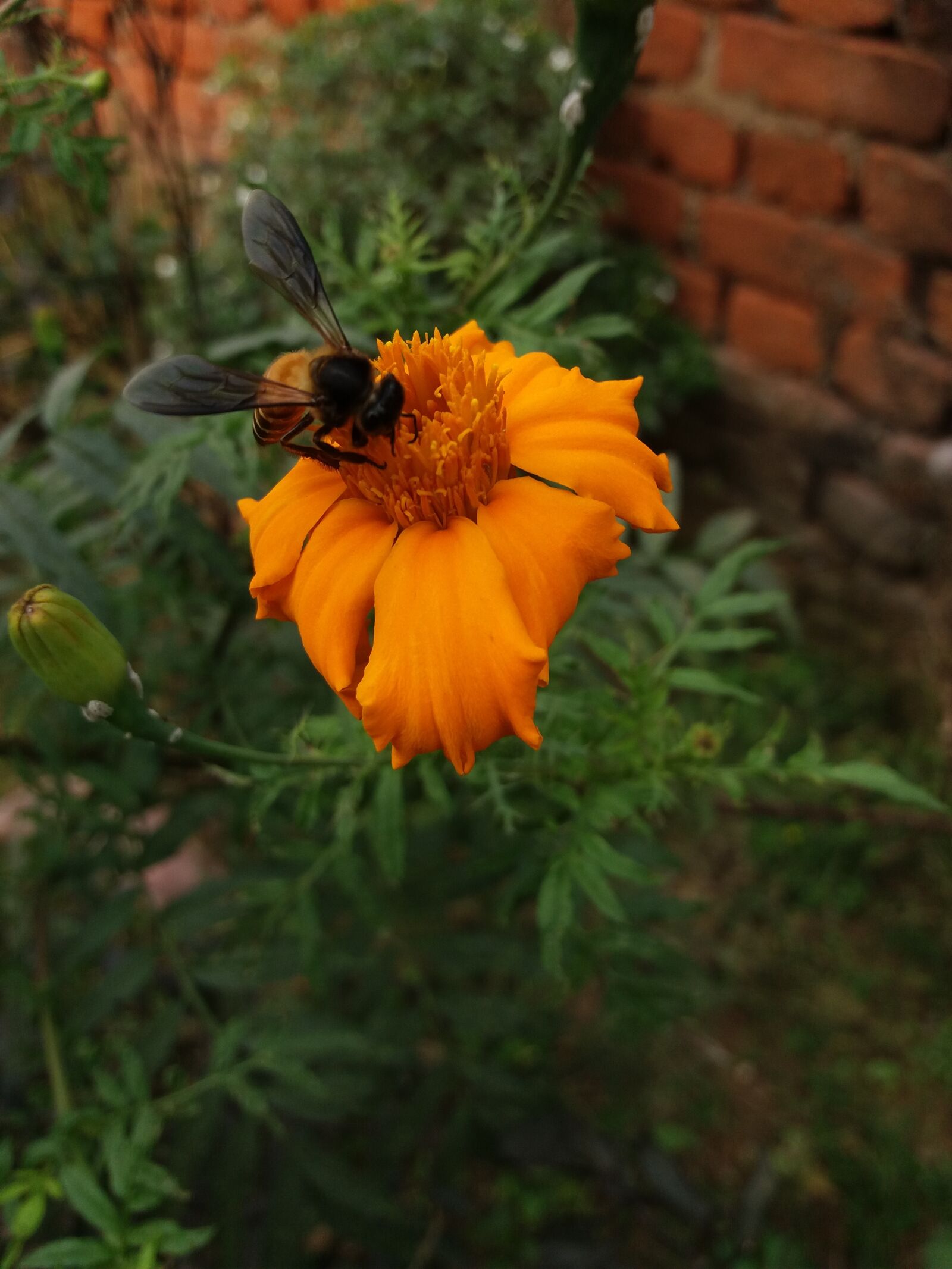 Samsung Galaxy J5 sample photo. Nice, bee, marigold photography