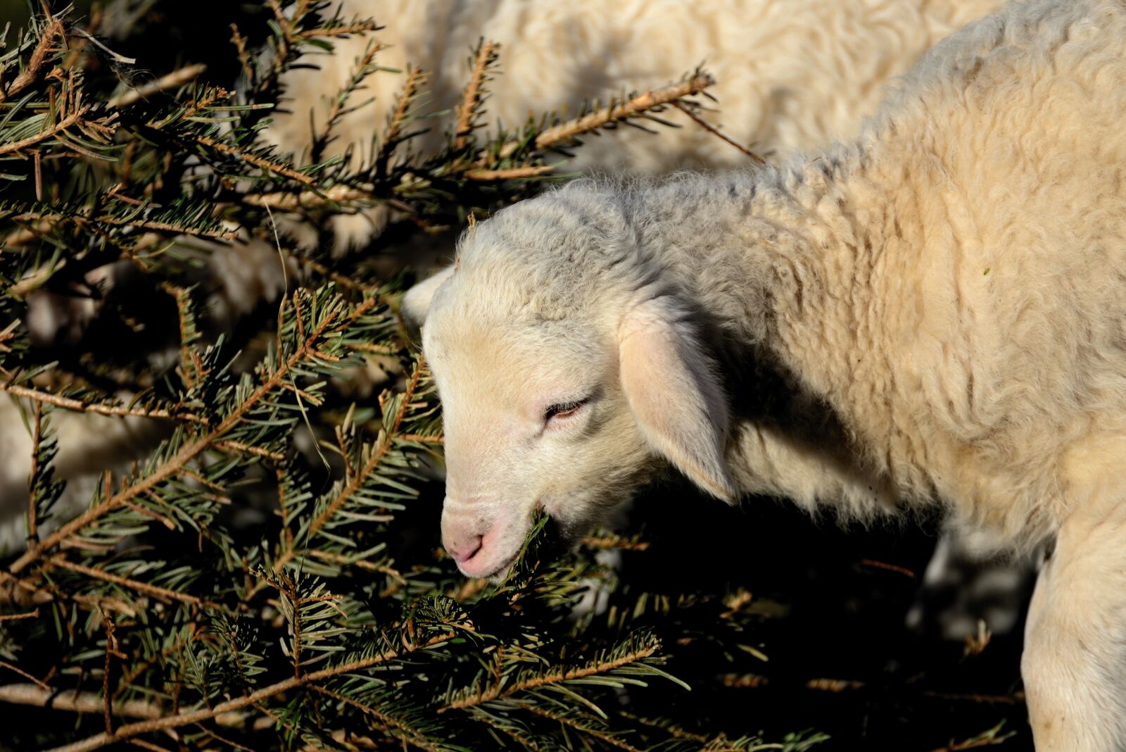 Nikon D610 sample photo. Sheep, lamb, young animal photography