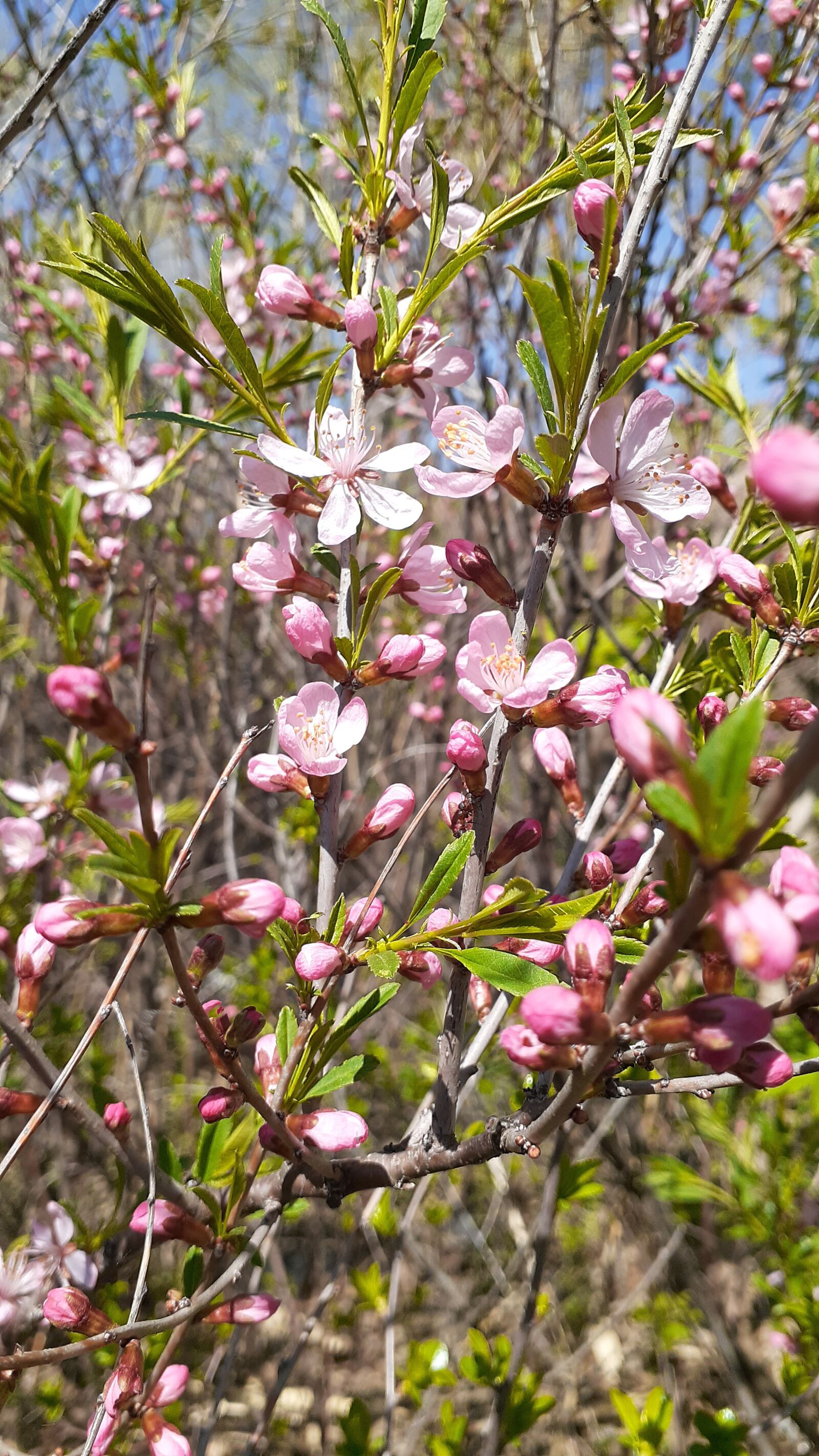 Samsung Galaxy A20 sample photo. Spring, flowers, nature photography
