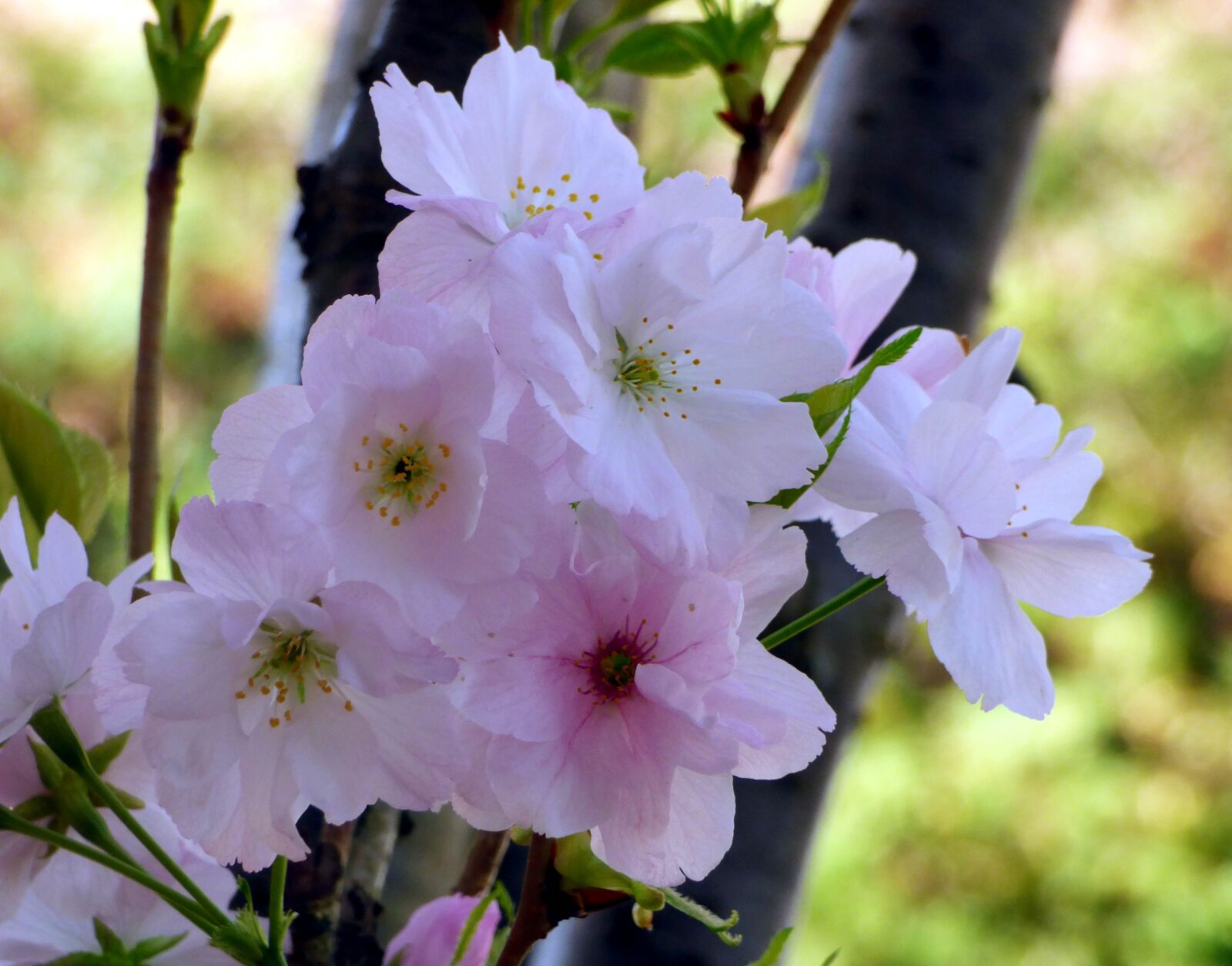 Panasonic DMC-FZ72 sample photo. Prunus, flower, plant photography