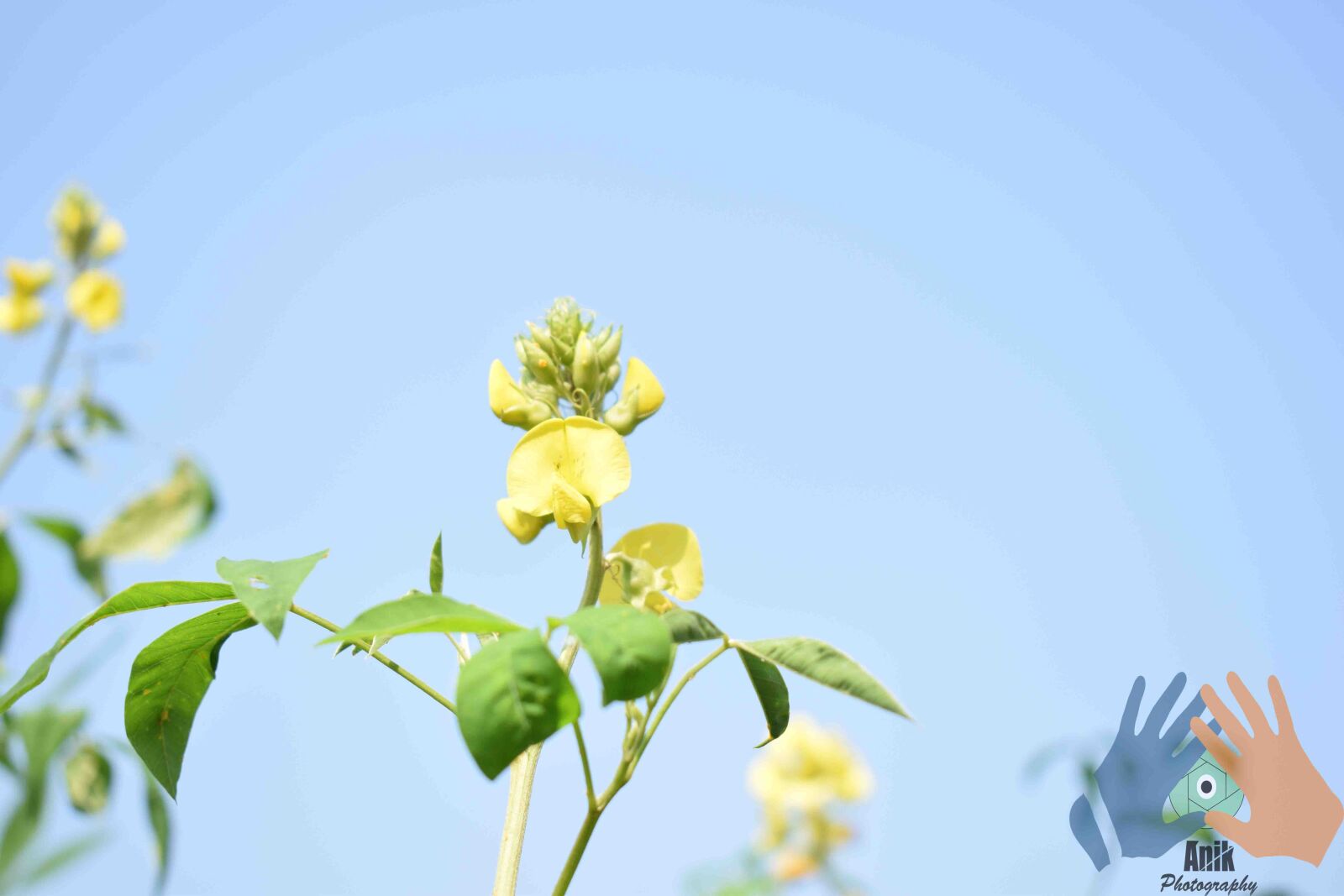 Nikon D5300 sample photo. Beautiful, flowers photography