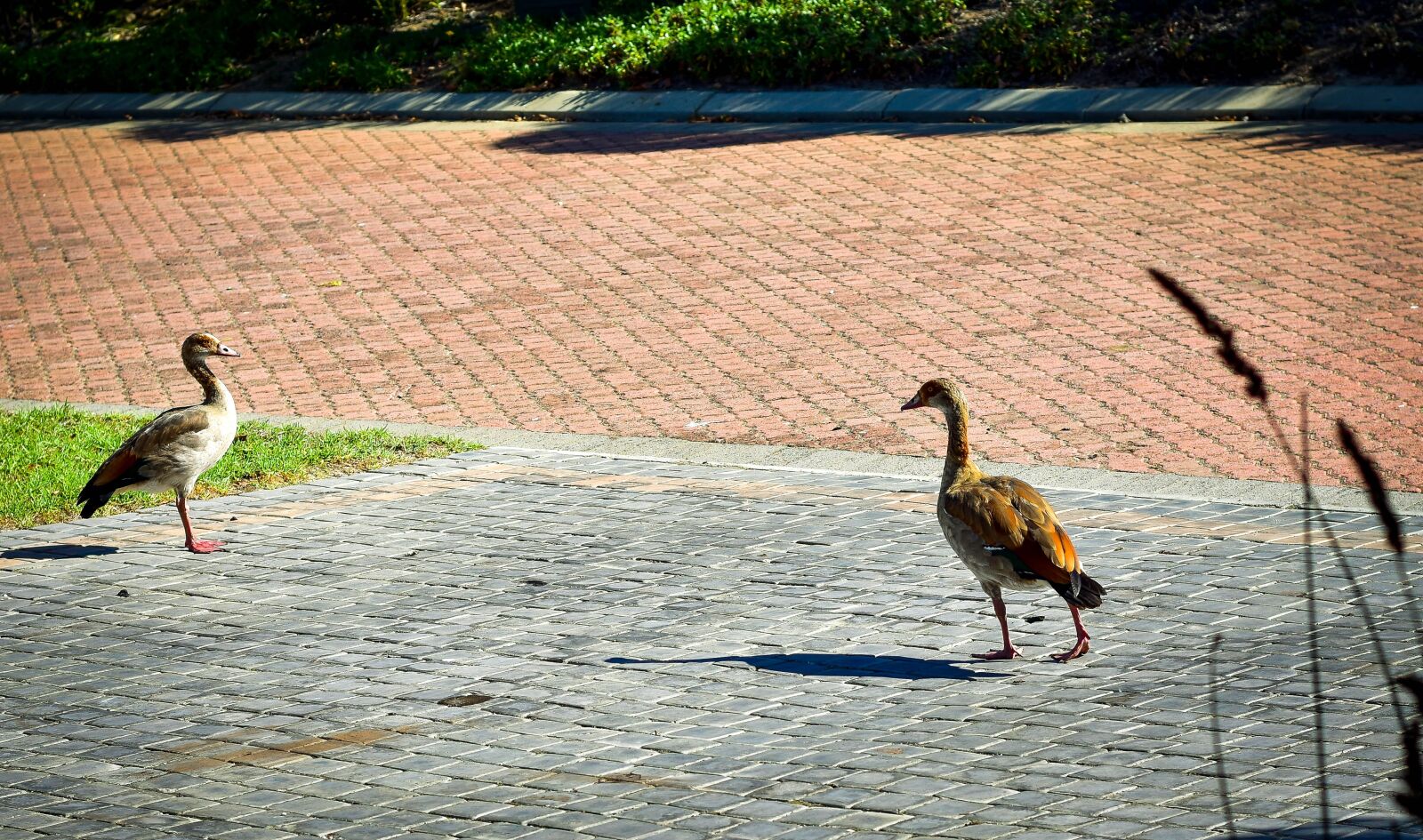 Nikon D5500 sample photo. Egyptian geese, bird, geese photography