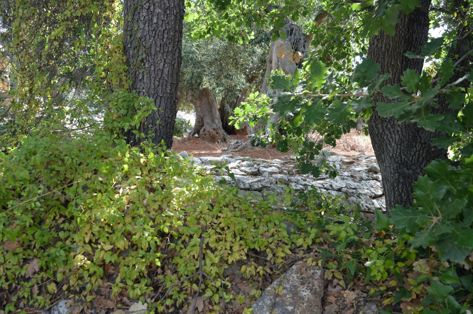 Nikon D3200 sample photo. Forest, alter, trunks photography