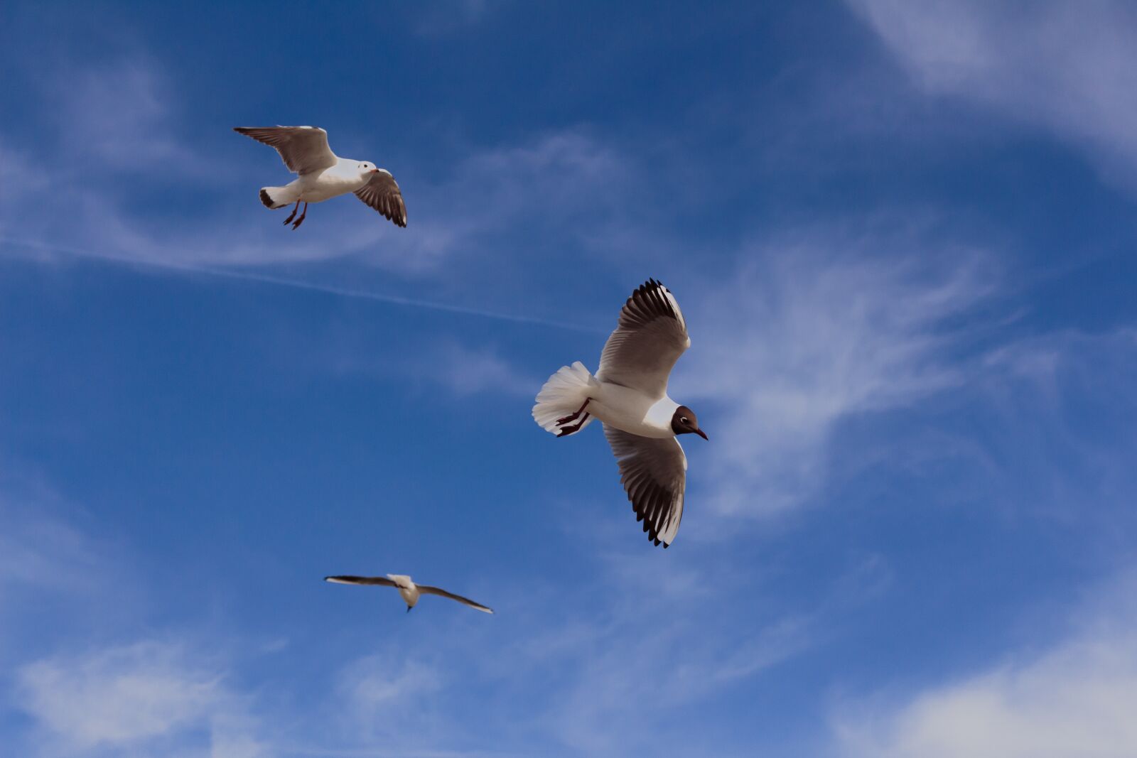 Canon EOS 700D (EOS Rebel T5i / EOS Kiss X7i) sample photo. Animal, birds, portrait photography