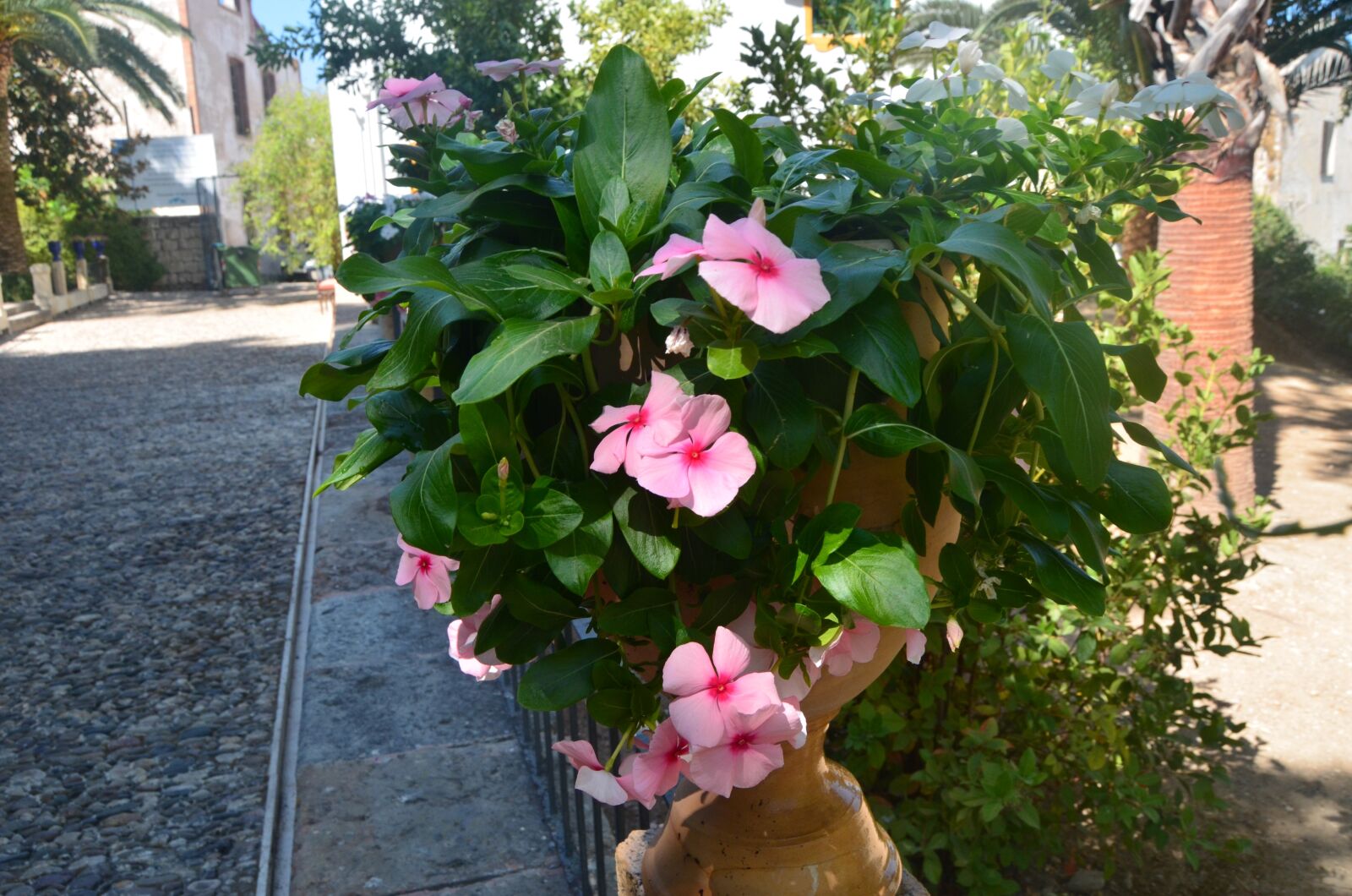 Nikon D5100 sample photo. Flowers, flower, spring photography