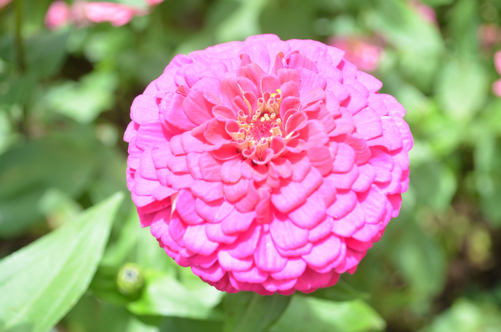 Nikon D5100 sample photo. Flower, garden, ooty, pink photography
