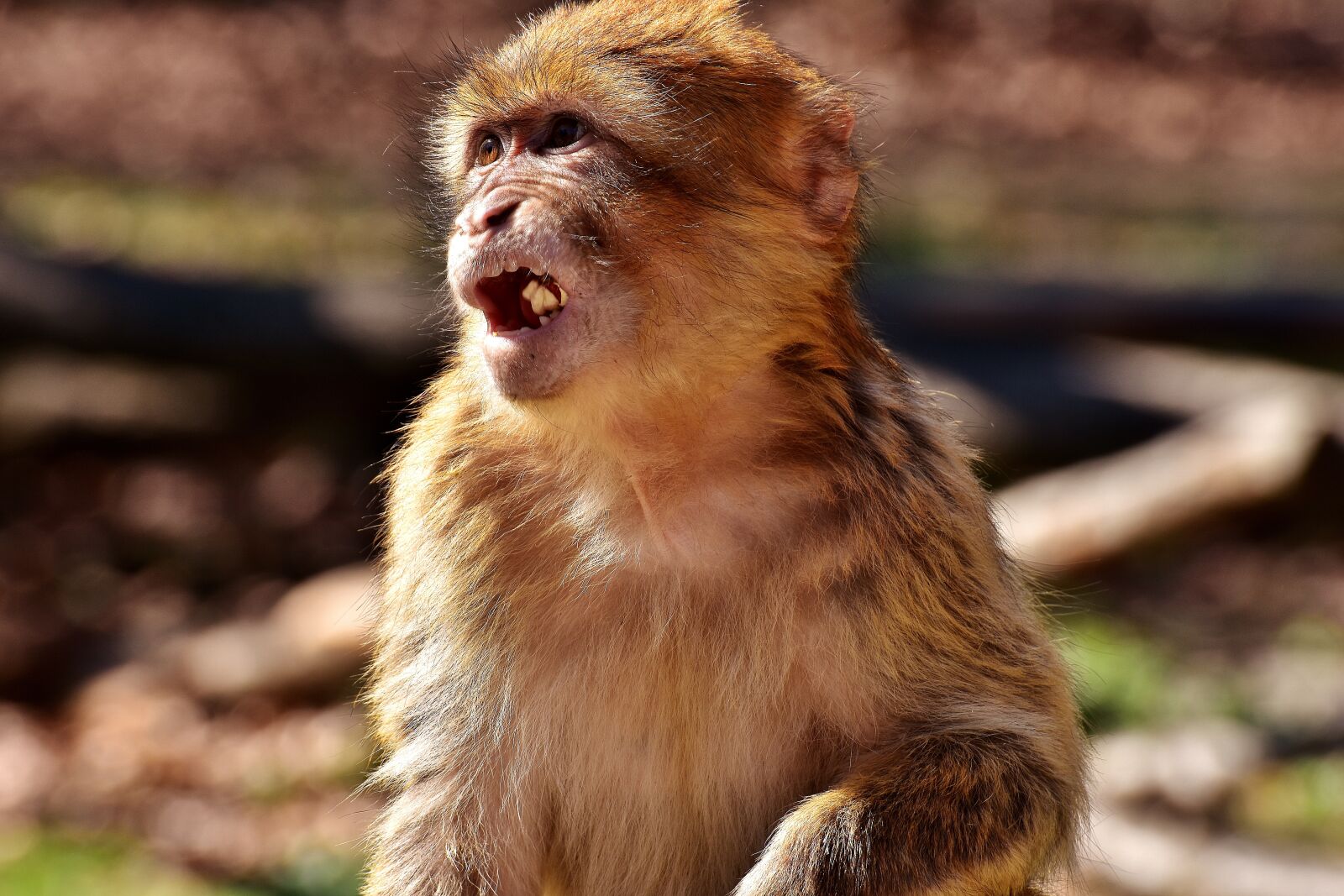 Nikon D7200 sample photo. Barbary ape, eat, food photography