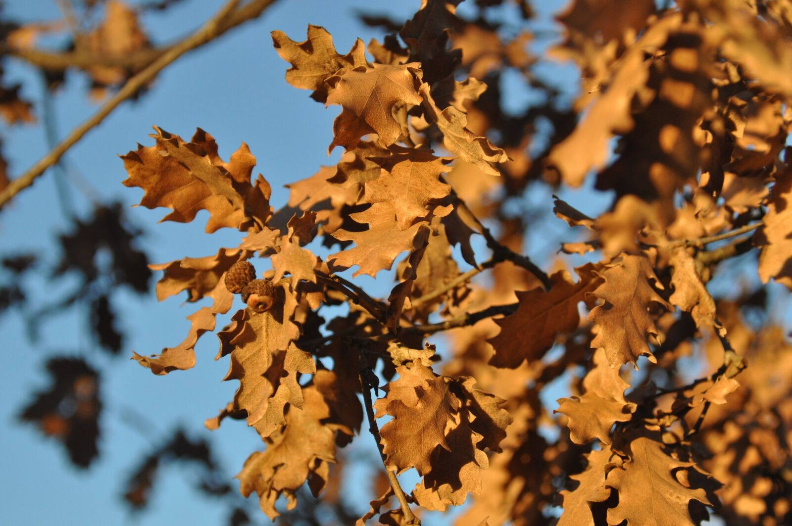 Nikon D5000 sample photo. Autumn, leaf, expired photography