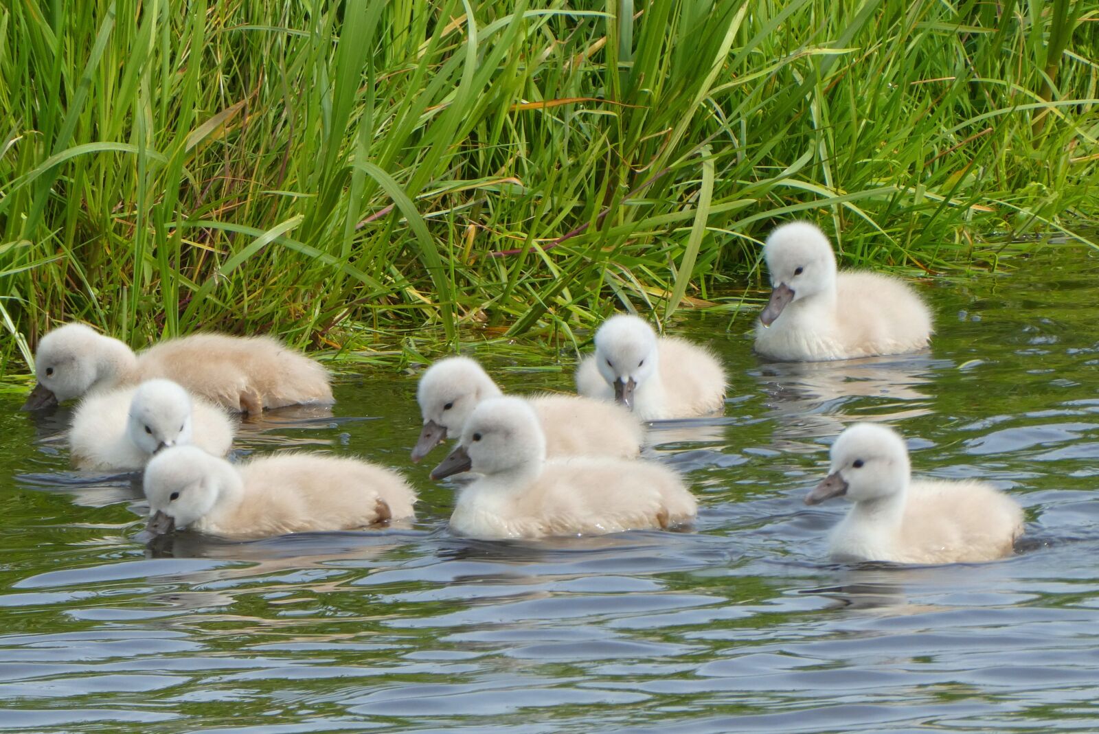 Panasonic Lumix DC-ZS70 (Lumix DC-TZ90) sample photo. Young swans, swimming, down photography