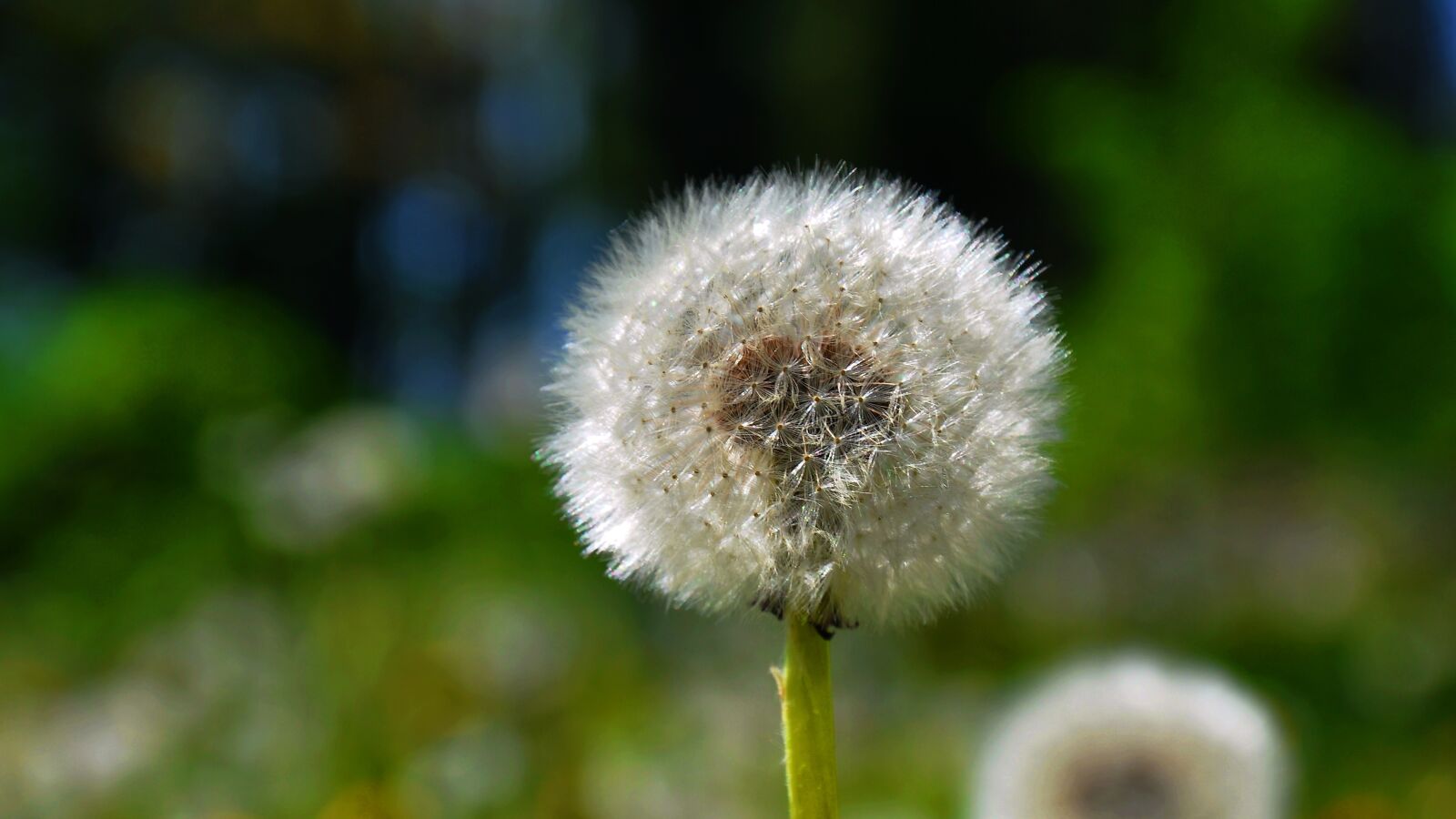 Nikon D90 sample photo. Dandelion, spring, sunshine photography