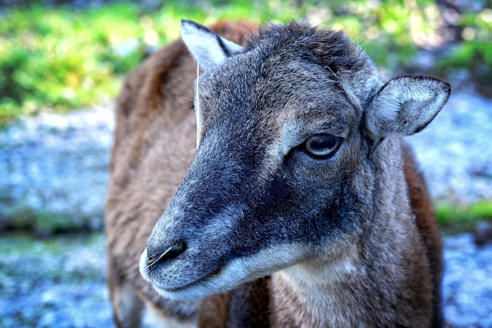 Nikon D7100 sample photo. Head, mouflon, ovis orientalis photography