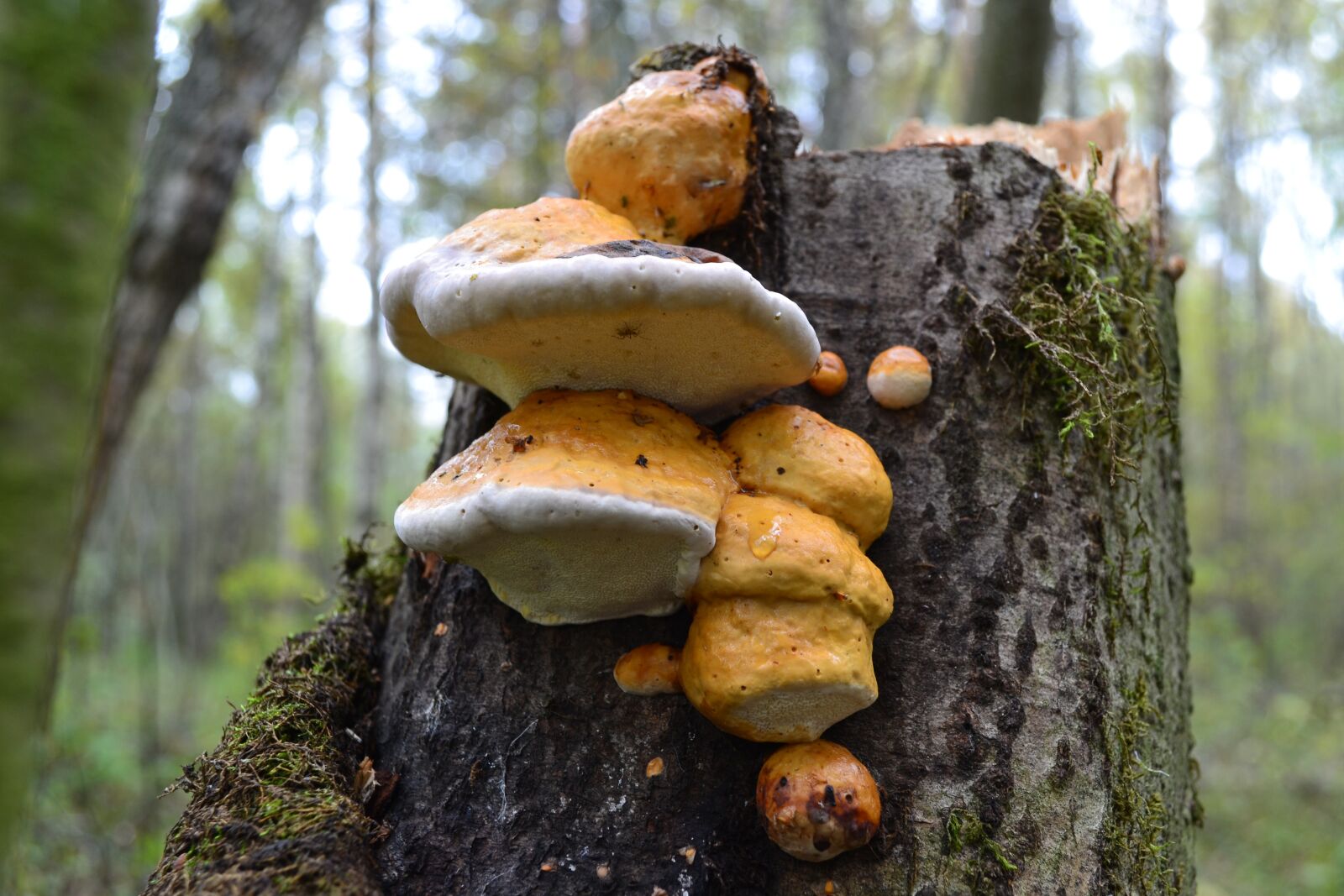 Nikon D3100 sample photo. Forest, mushrooms, autumn photography