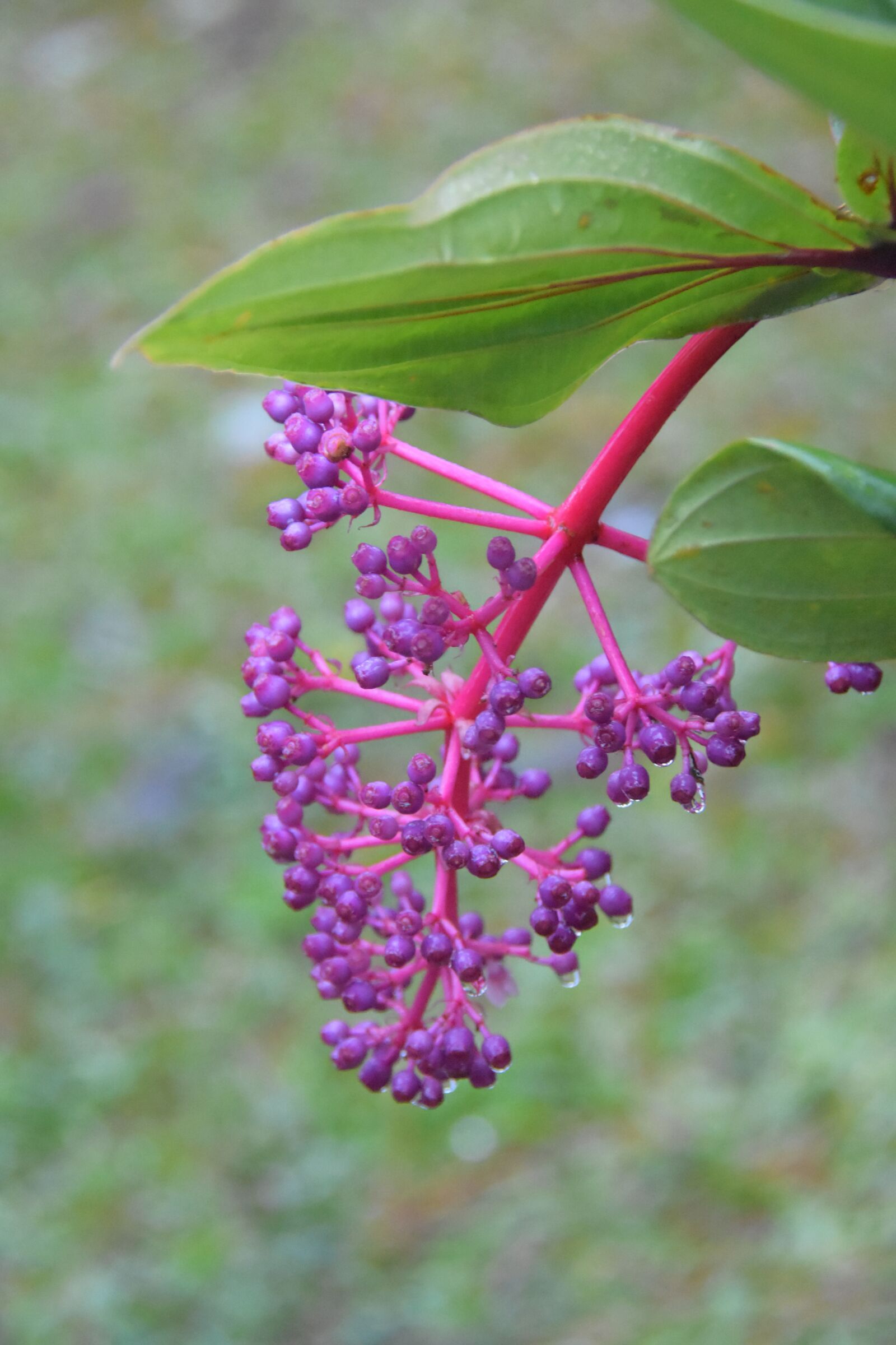 Nikon D7200 sample photo. Flowers, purple flowers, bloom photography