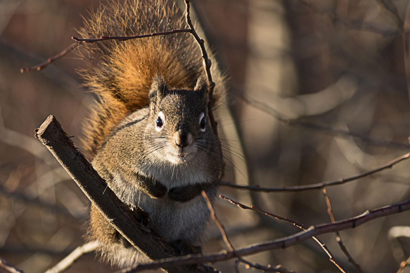 Canon EOS 7D Mark II sample photo. Squirrel, cute, nature photography