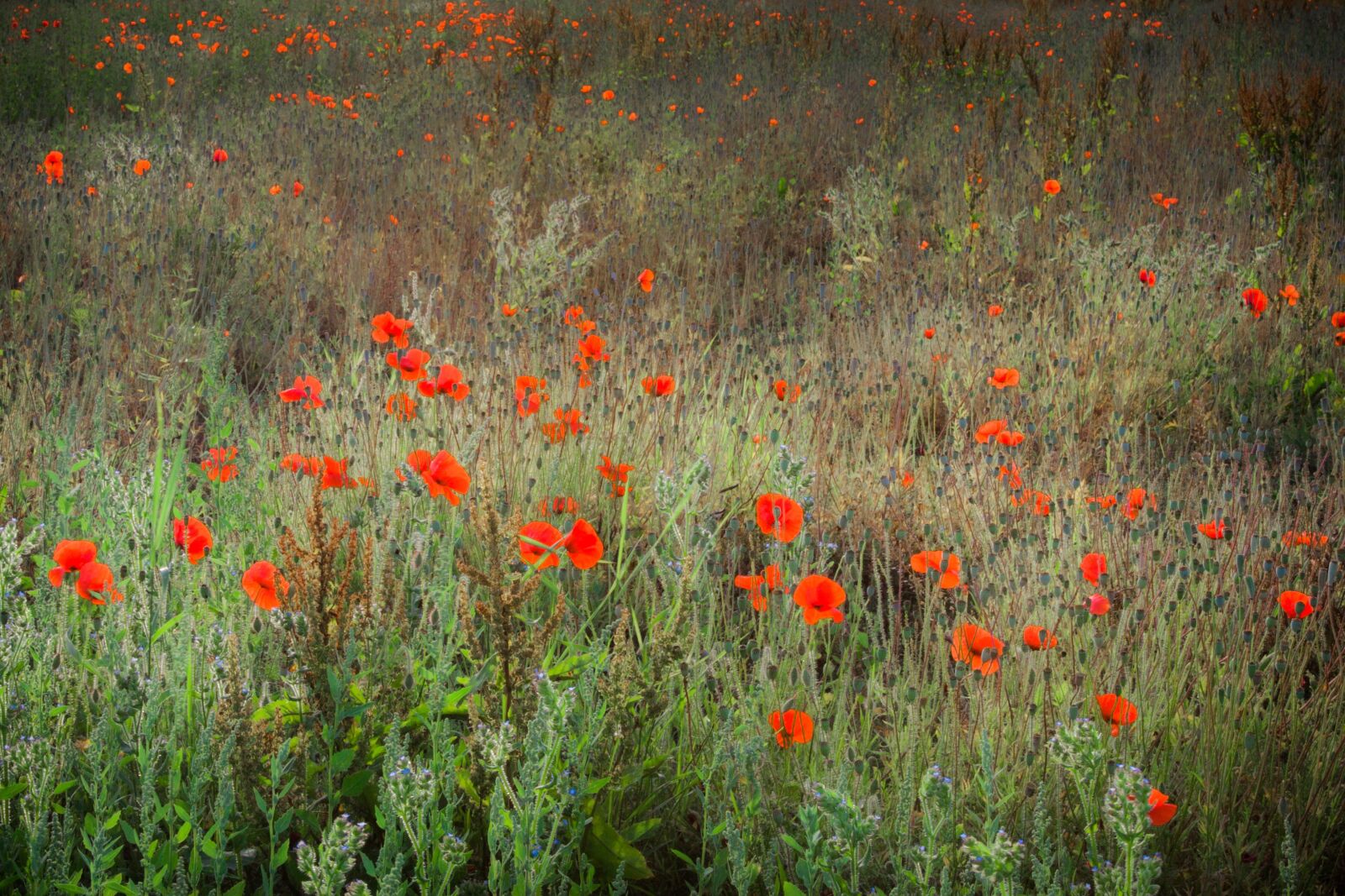 Canon EOS 5D Mark II sample photo. Flowers, meadow, nature photography