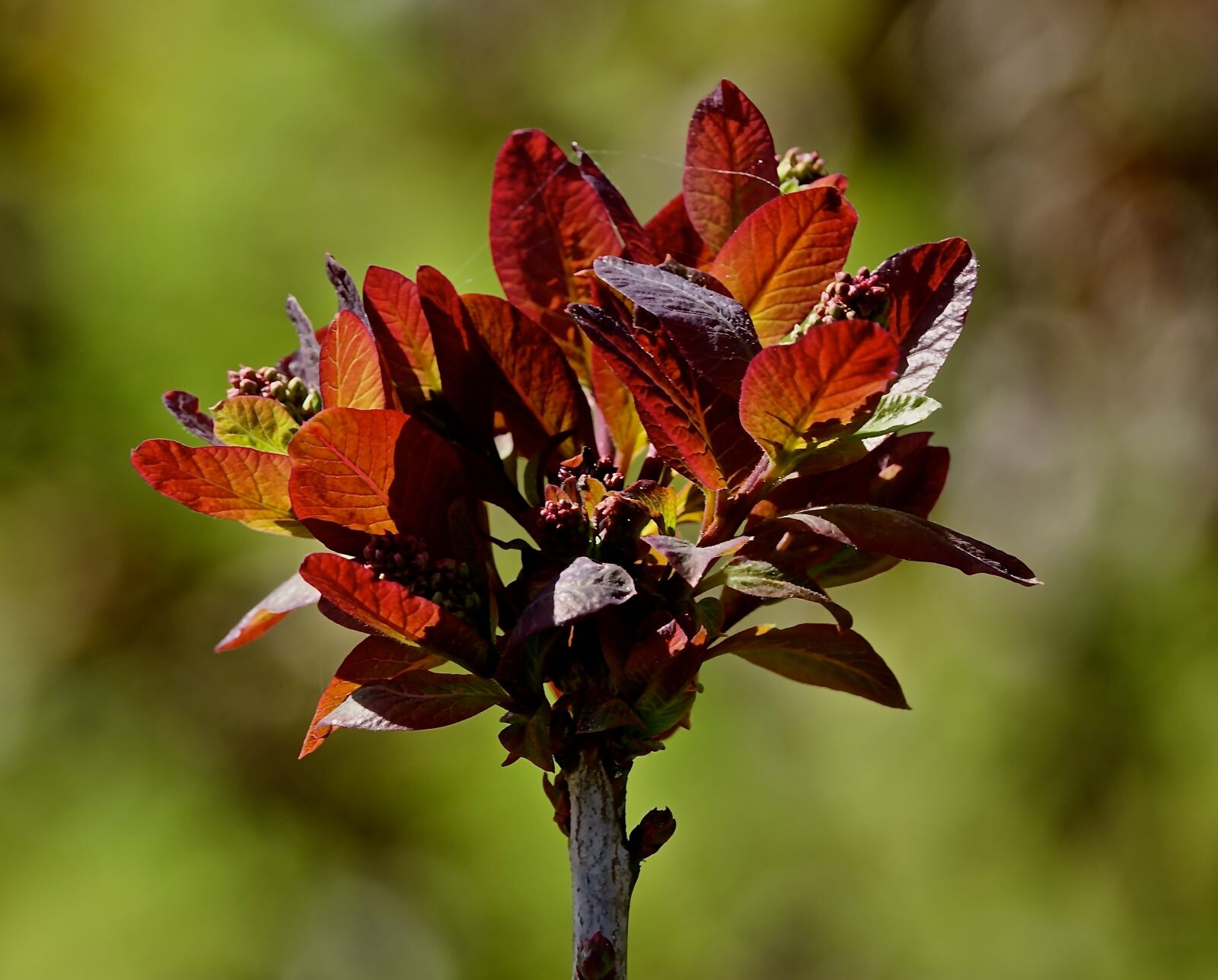Sony Cyber-shot DSC-RX10 III sample photo. Leaf, nature, plant photography